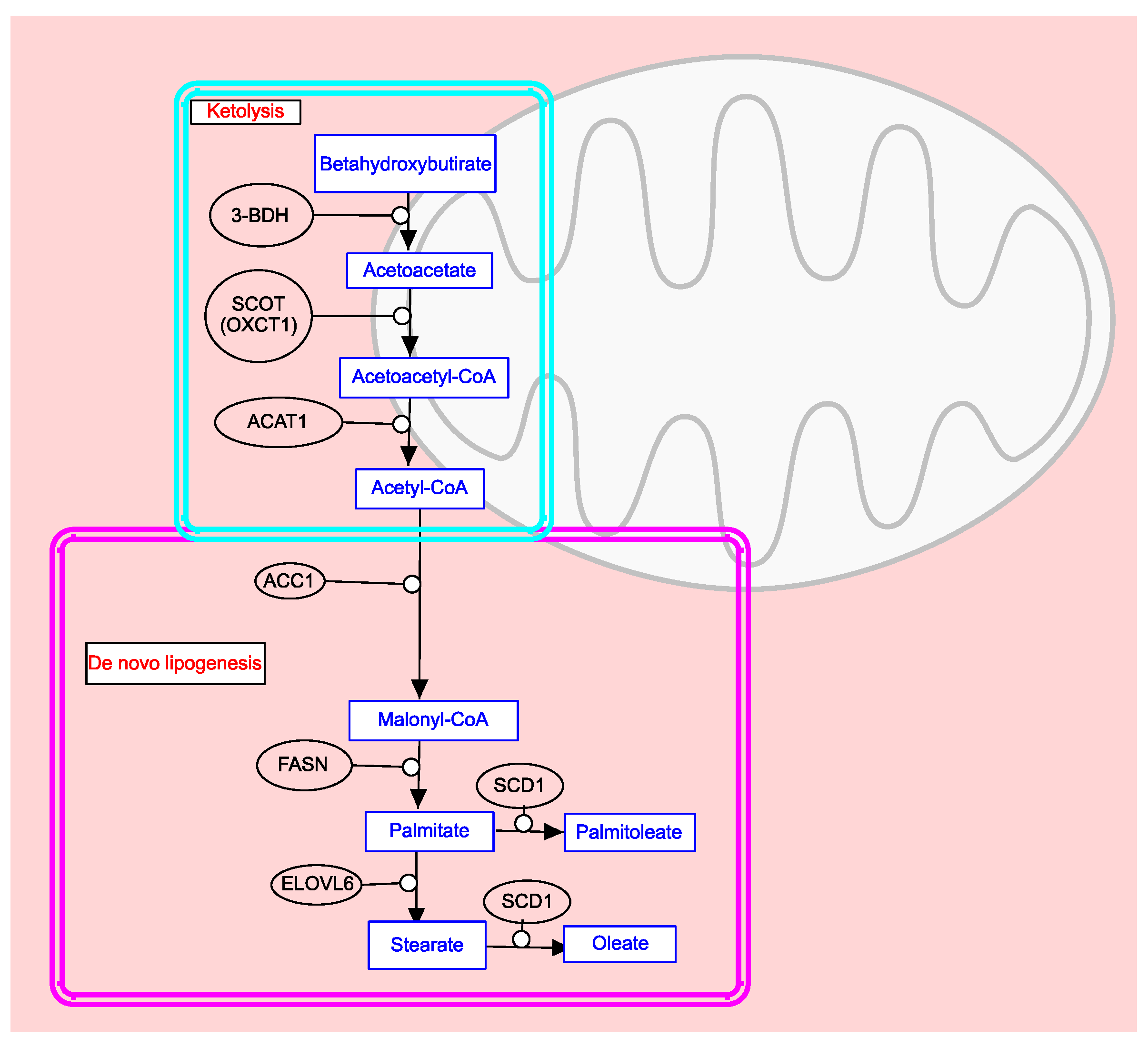 Biomedicines 12 00541 g003