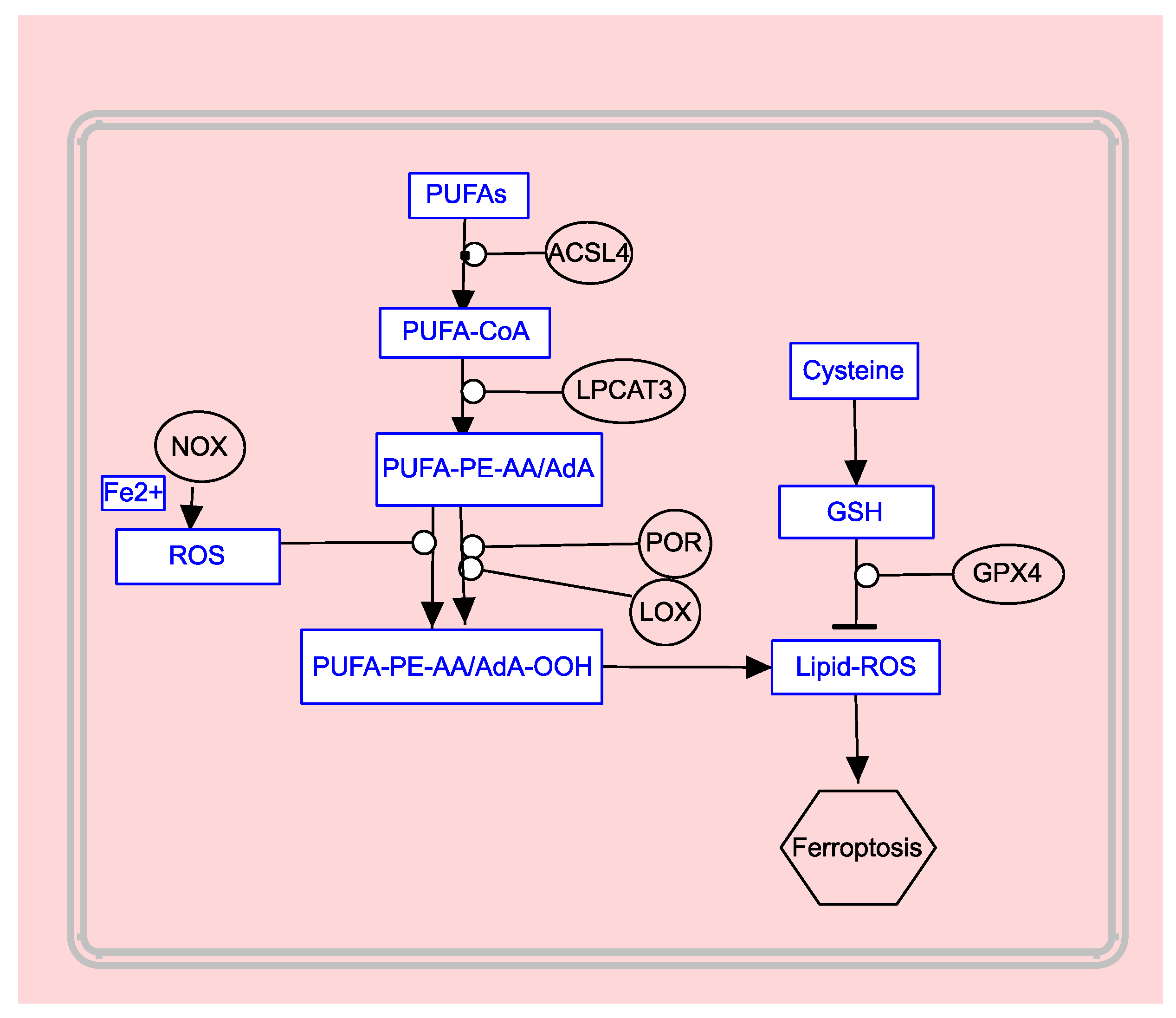 Biomedicines 12 00541 g005