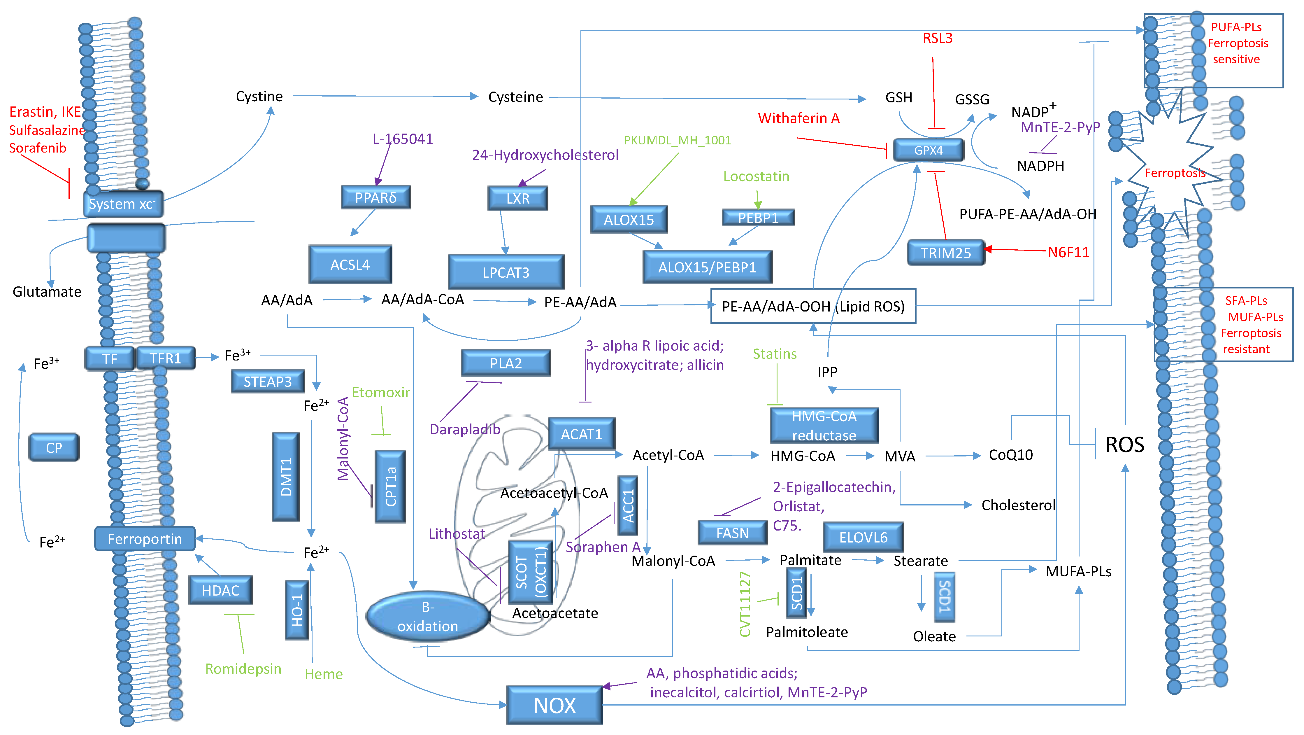 Biomedicines 12 00541 g007