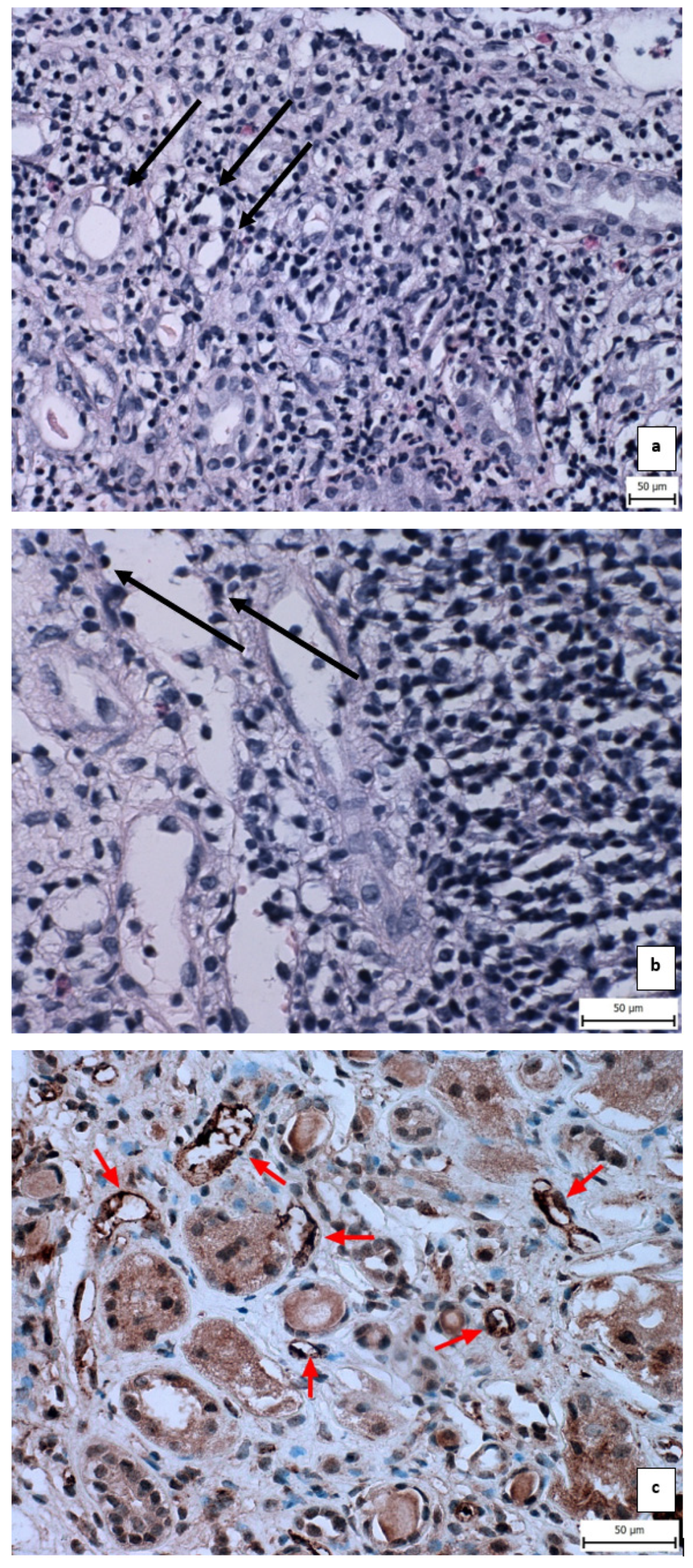 Biomedicines 12 00548 g001