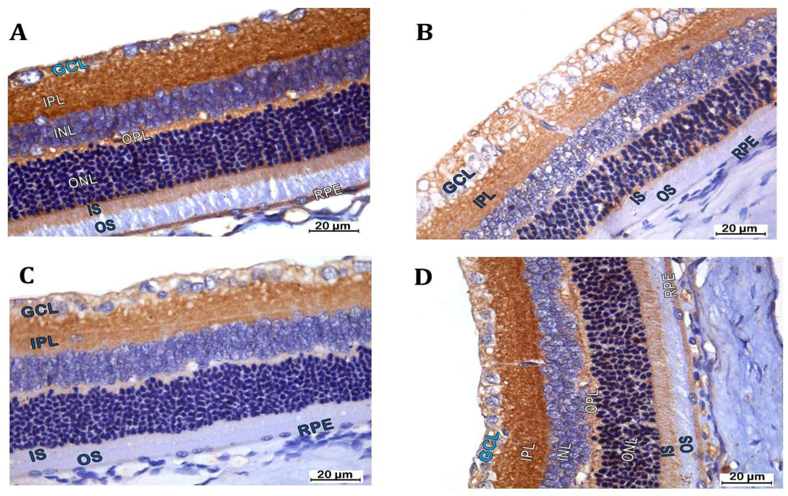Biomedicines 12 00552 g008a