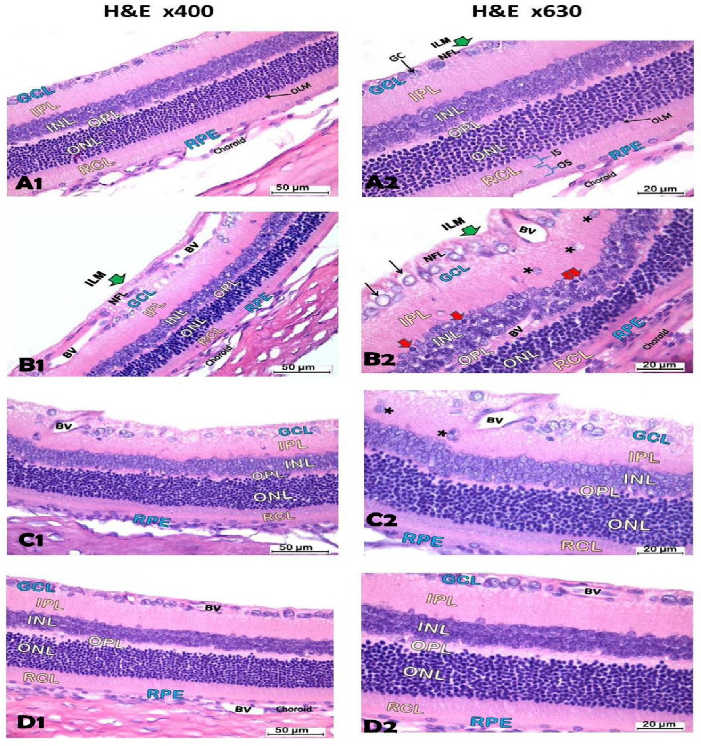 Biomedicines 12 00552 g010