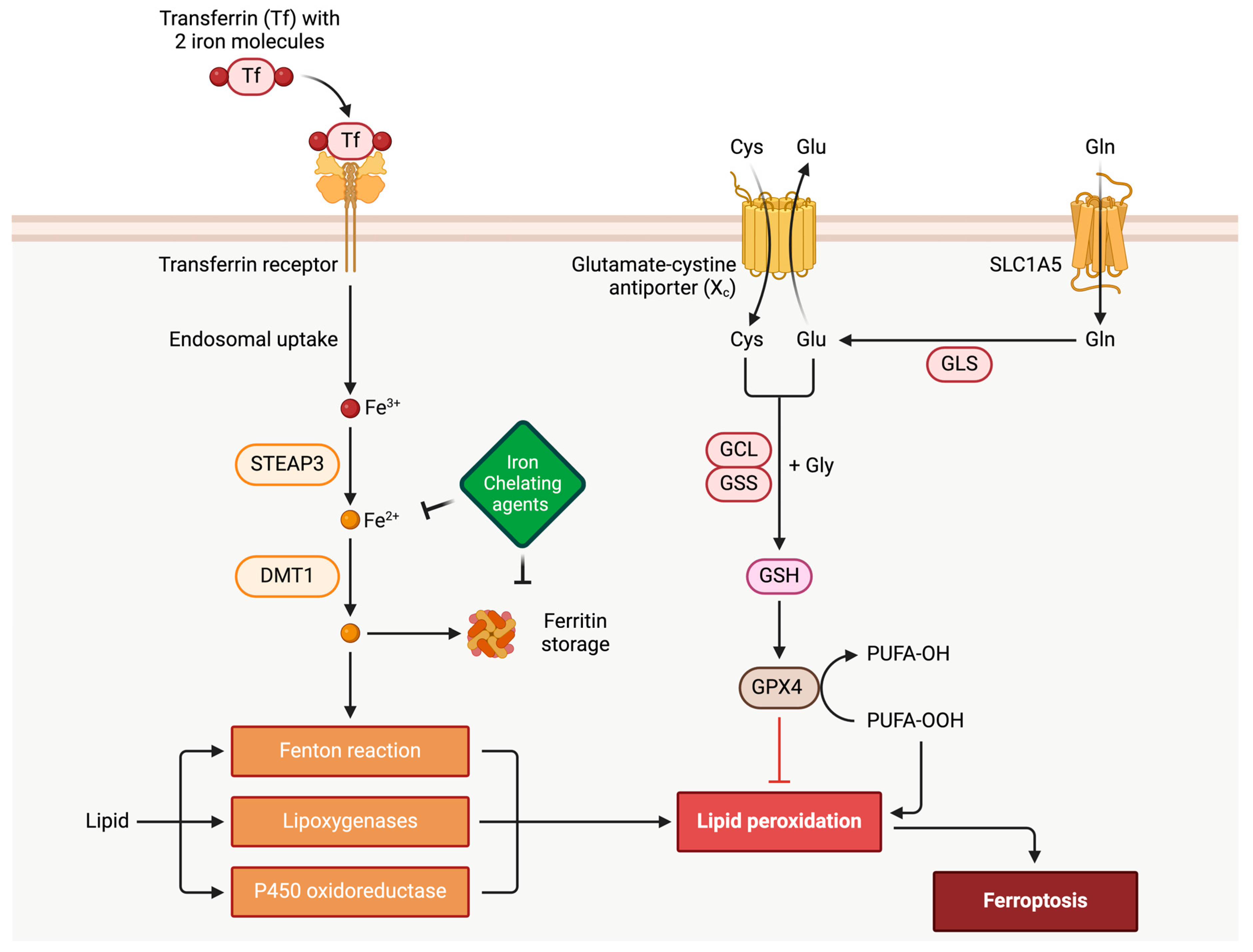Biomedicines 12 00558 g001