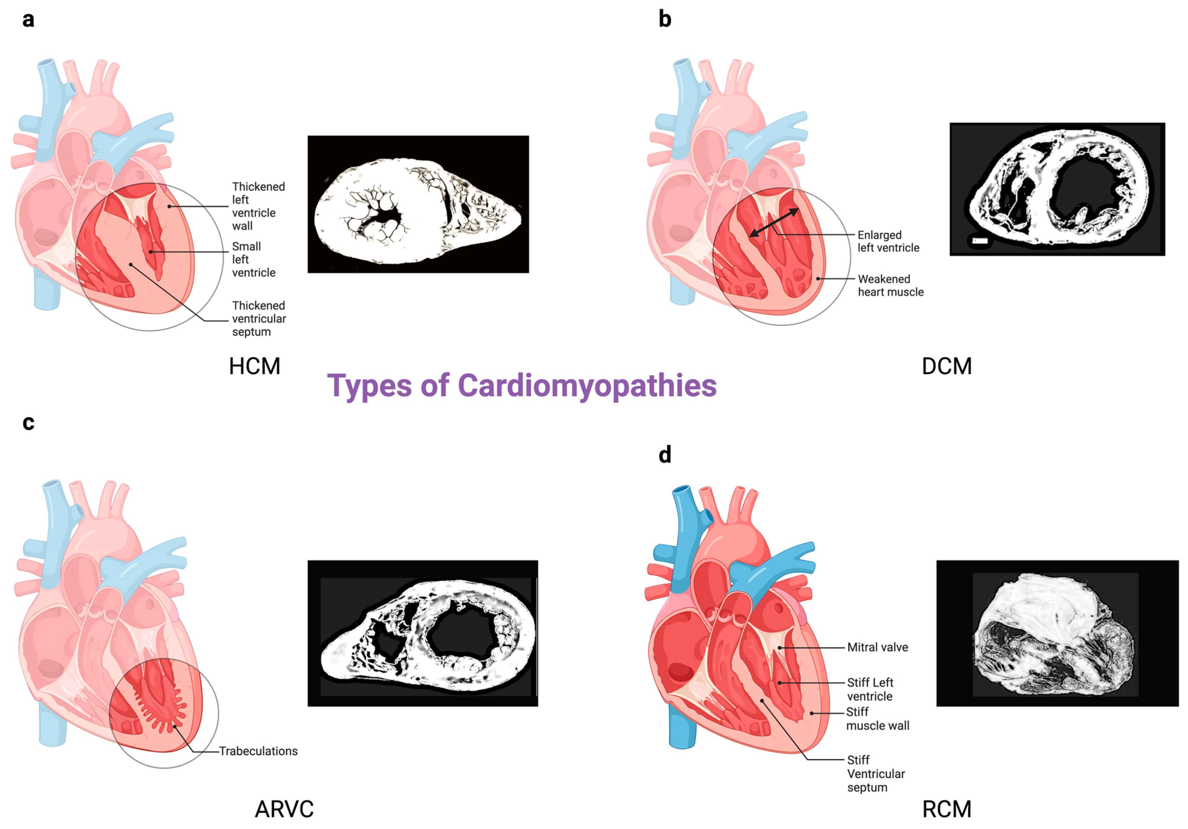 Biomedicines 12 00558 g002
