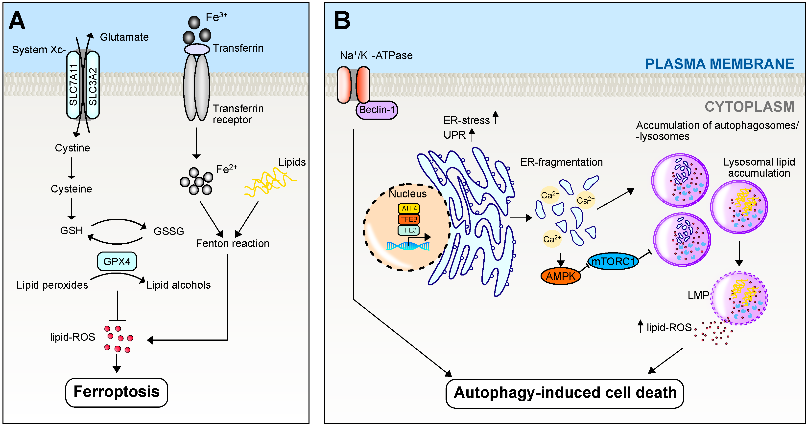 Biomedicines 12 00559 g002