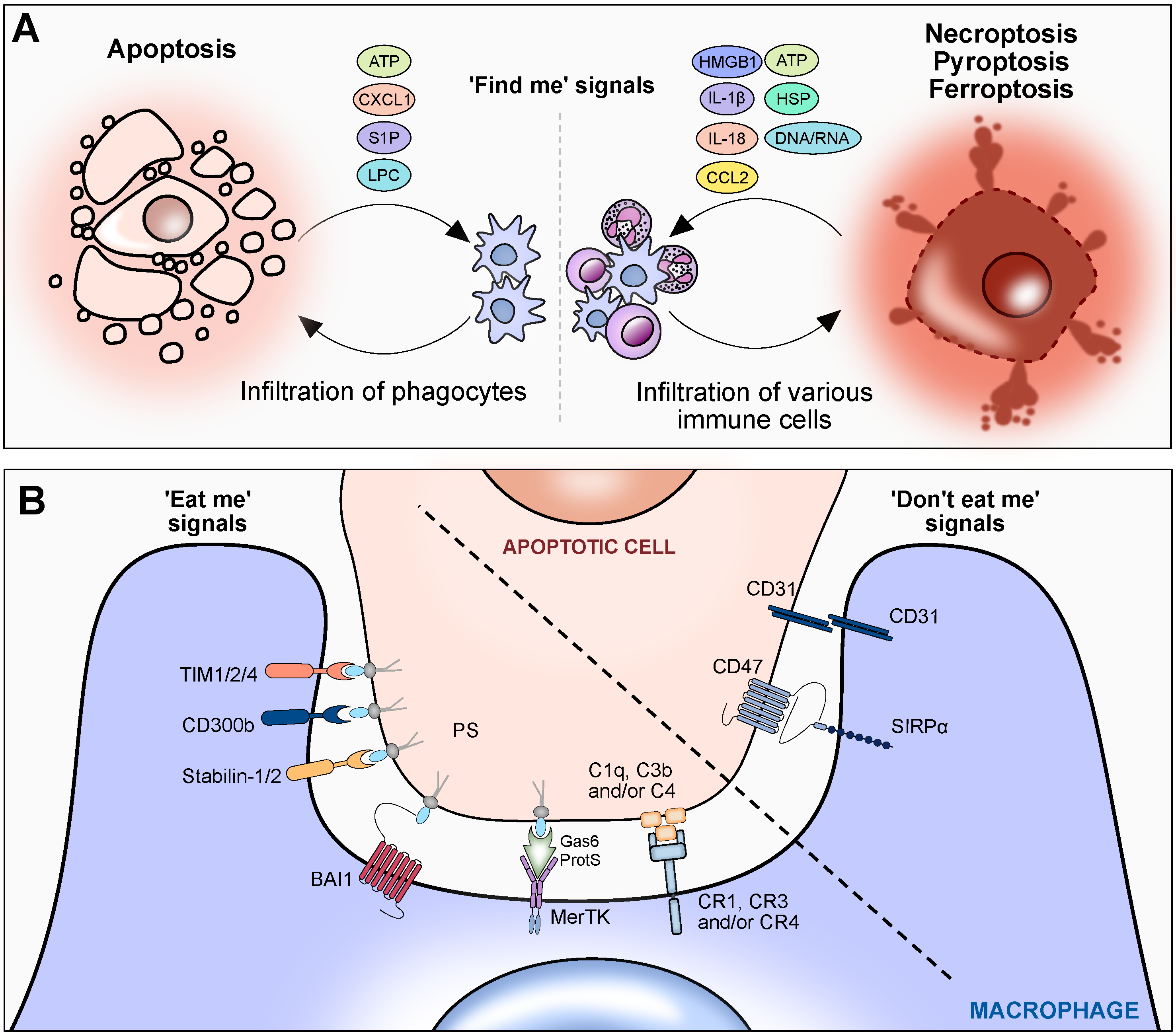 Biomedicines 12 00559 g003