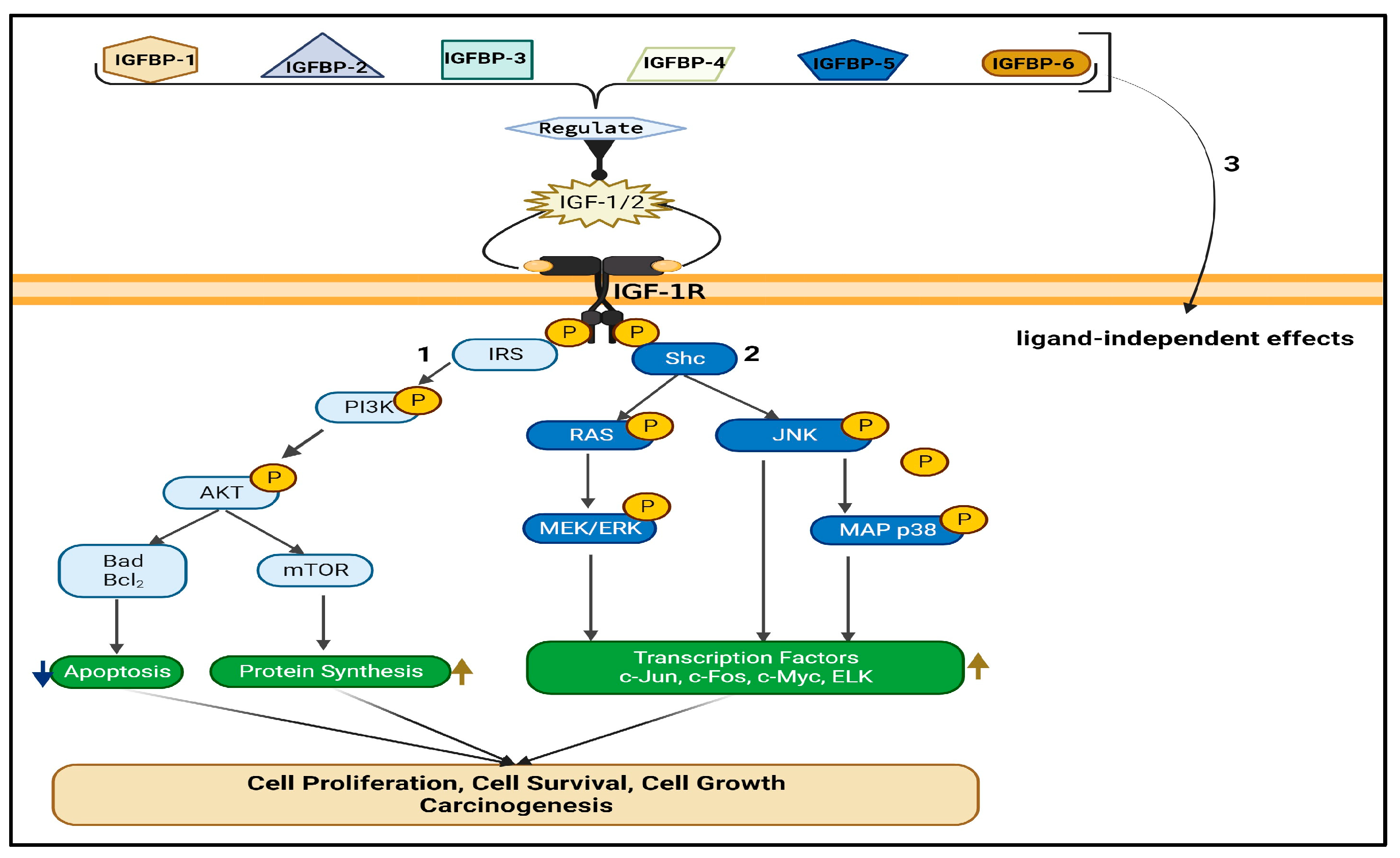 Biomedicines 12 00563 g002 Biomedicines 12 00563 g002