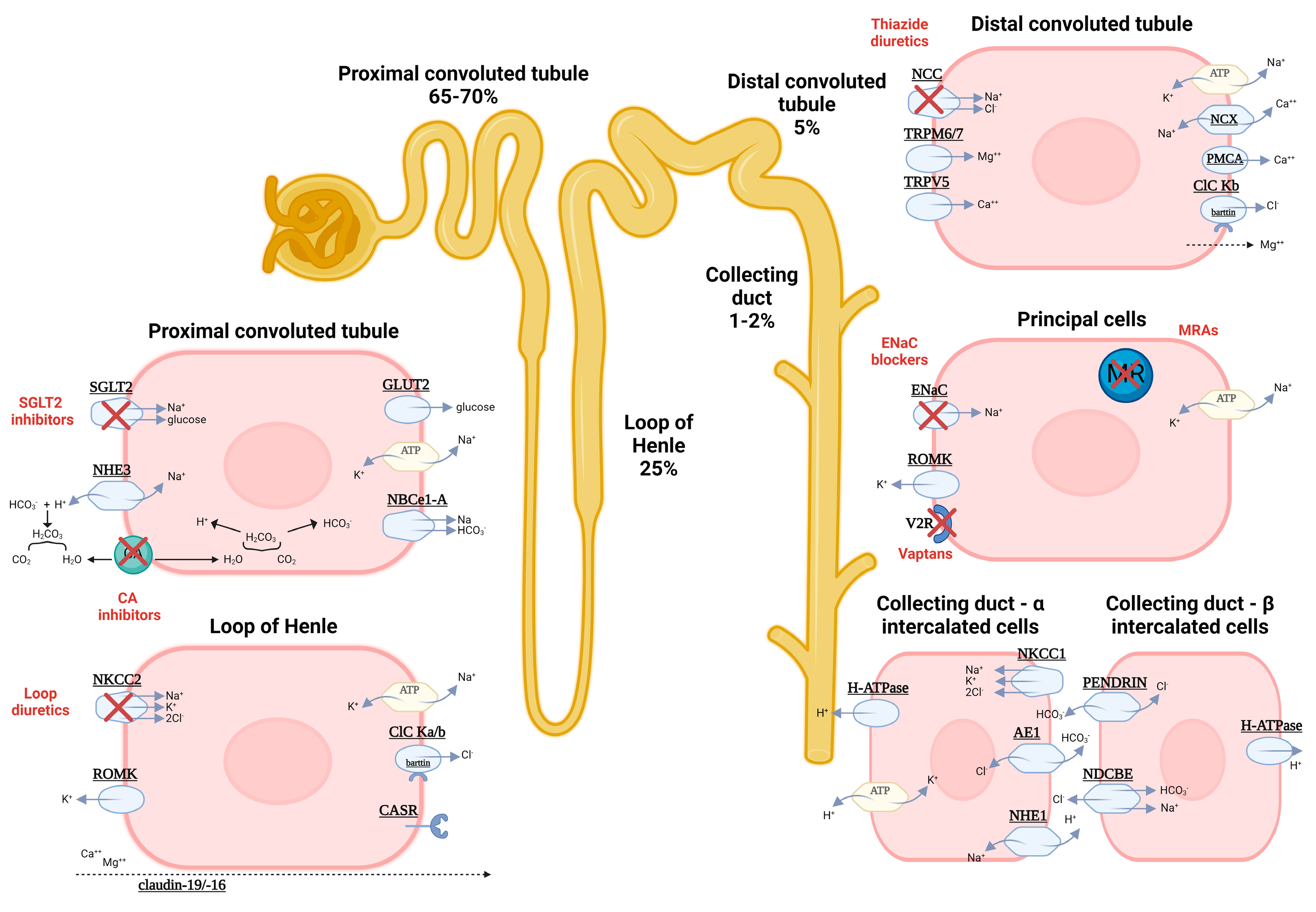 Biomedicines 12 00569 g001 Biomedicines 12 00569 g001
