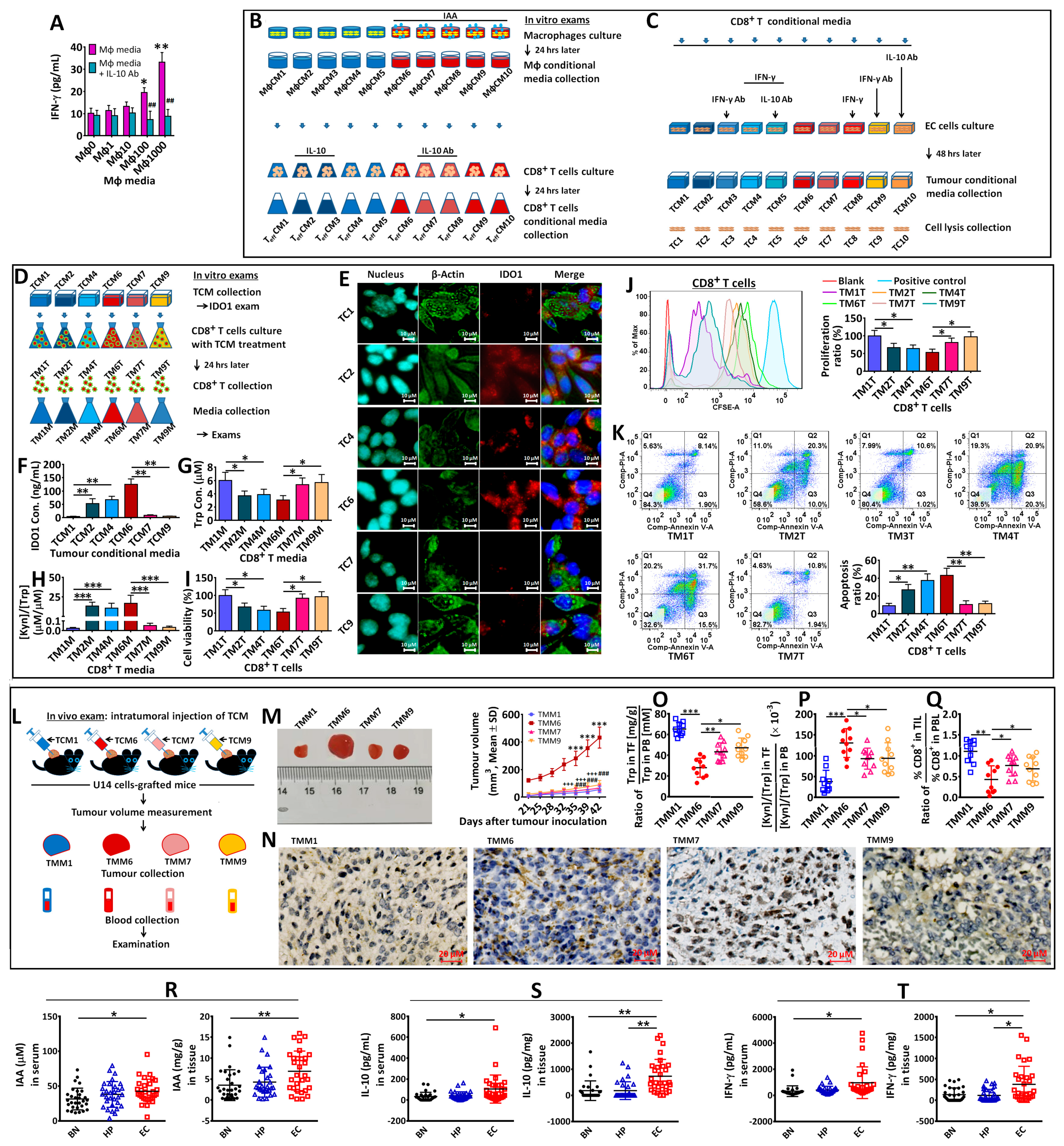 Biomedicines 12 00573 g003