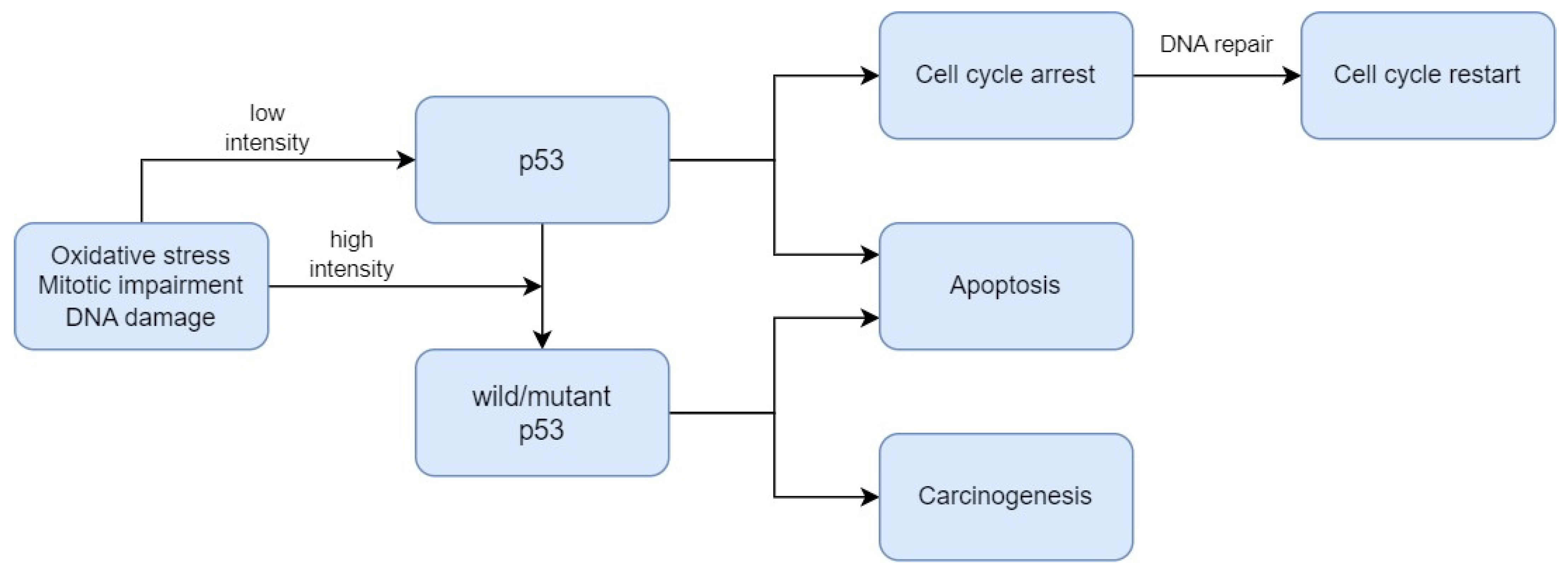 Biomedicines 12 00577 g001