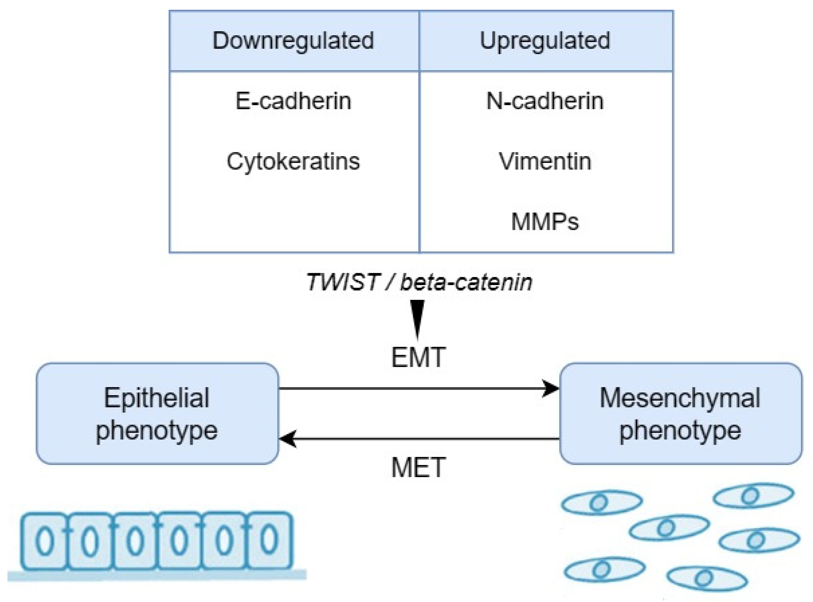 Biomedicines 12 00577 g002