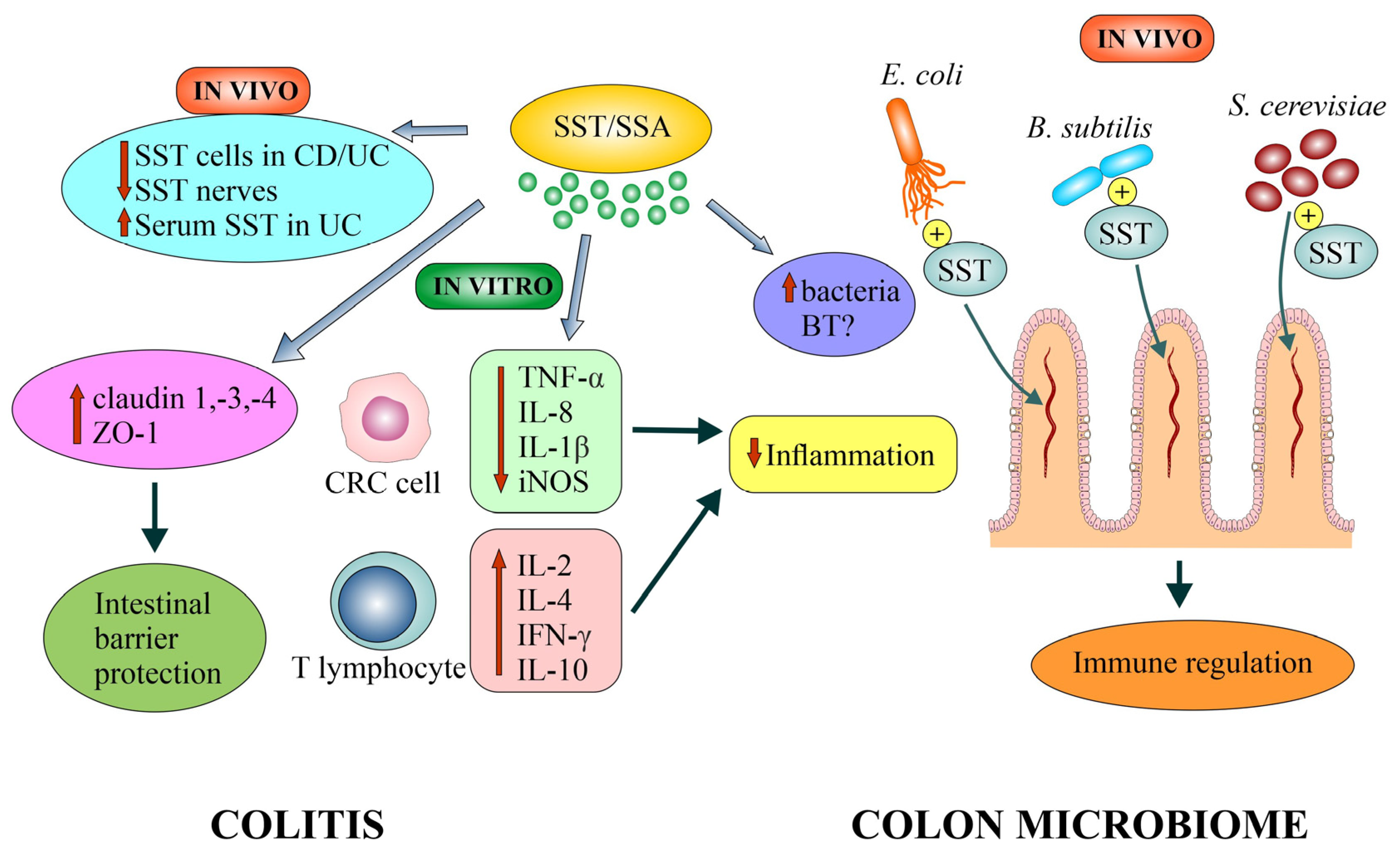 The State-of-the-Art Mechanisms and Antitumor Effects of