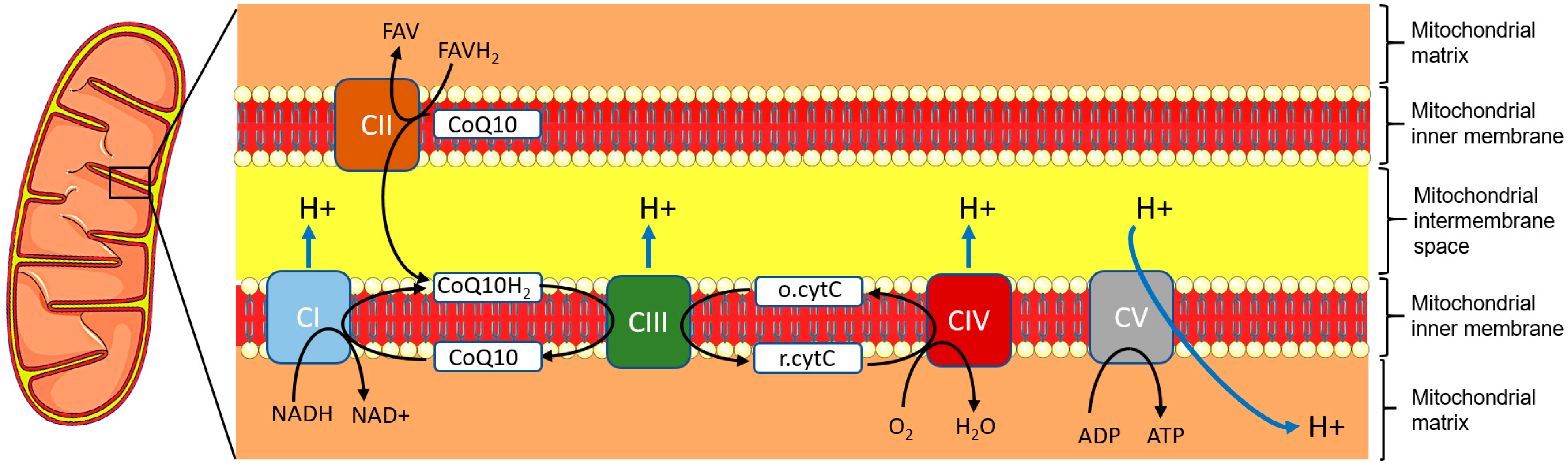Biomedicines 12 00584 g003 Biomedicines 12 00584 g003