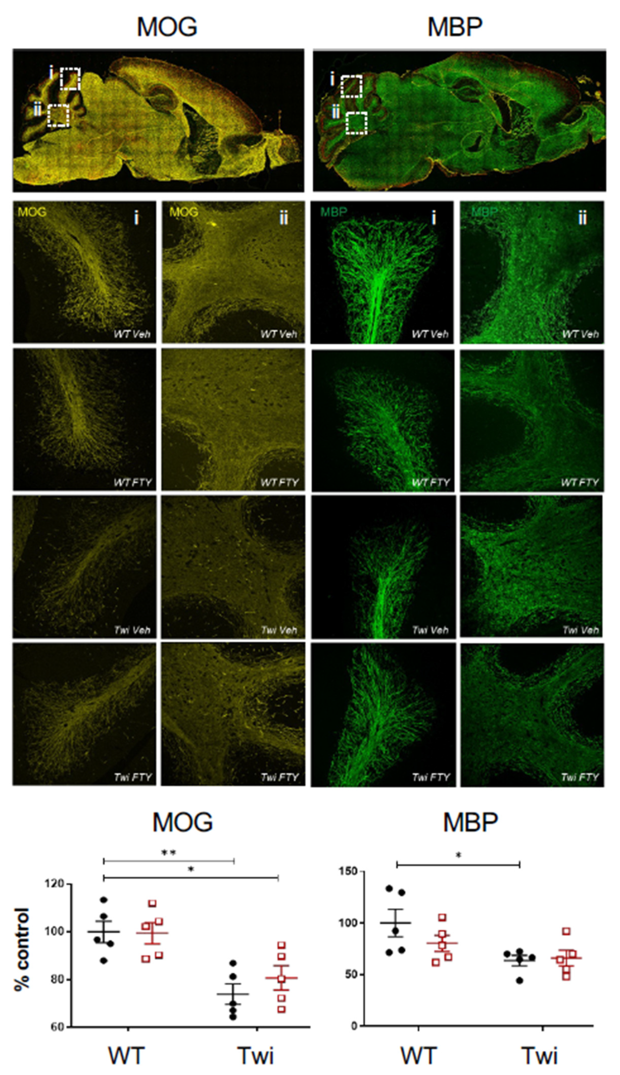 Biomedicines 12 00594 g004