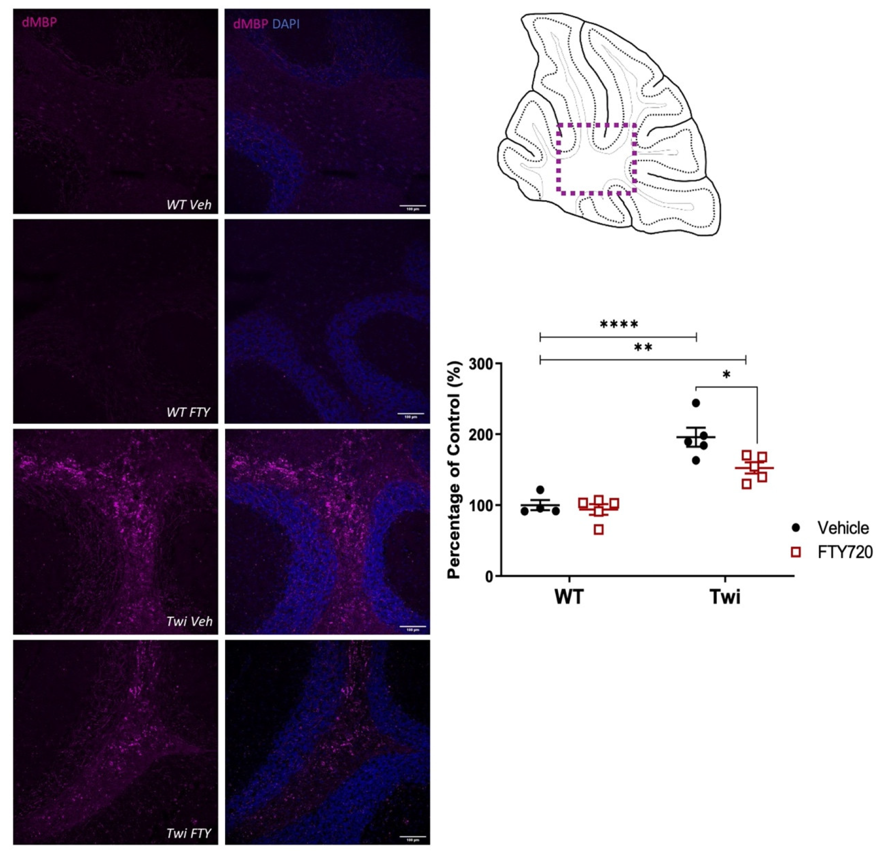 Biomedicines 12 00594 g005