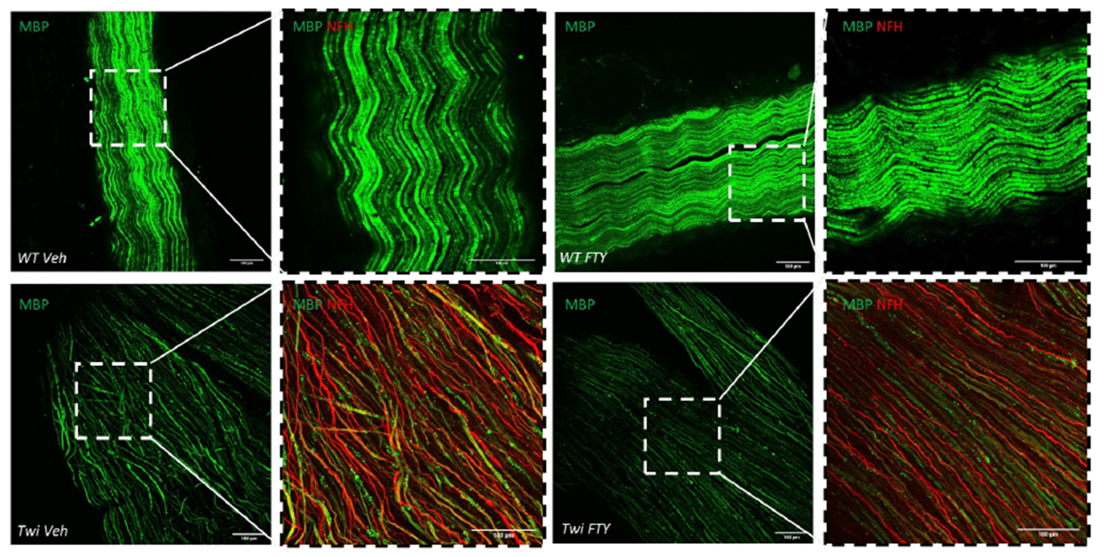 Biomedicines 12 00594 g007