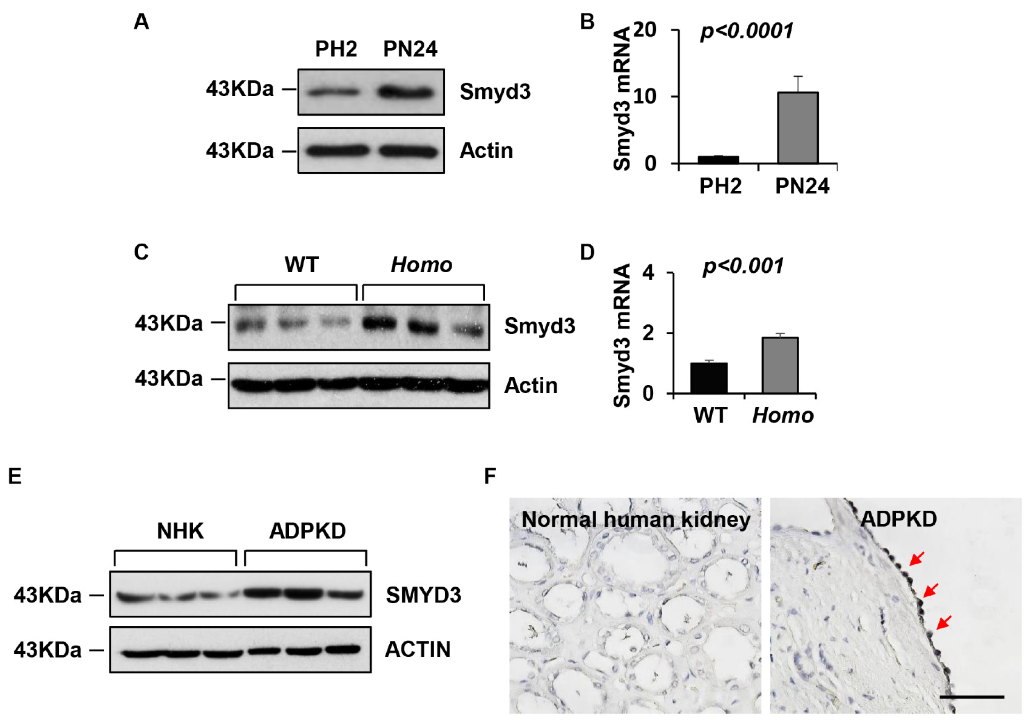 Biomedicines 12 00603 g001