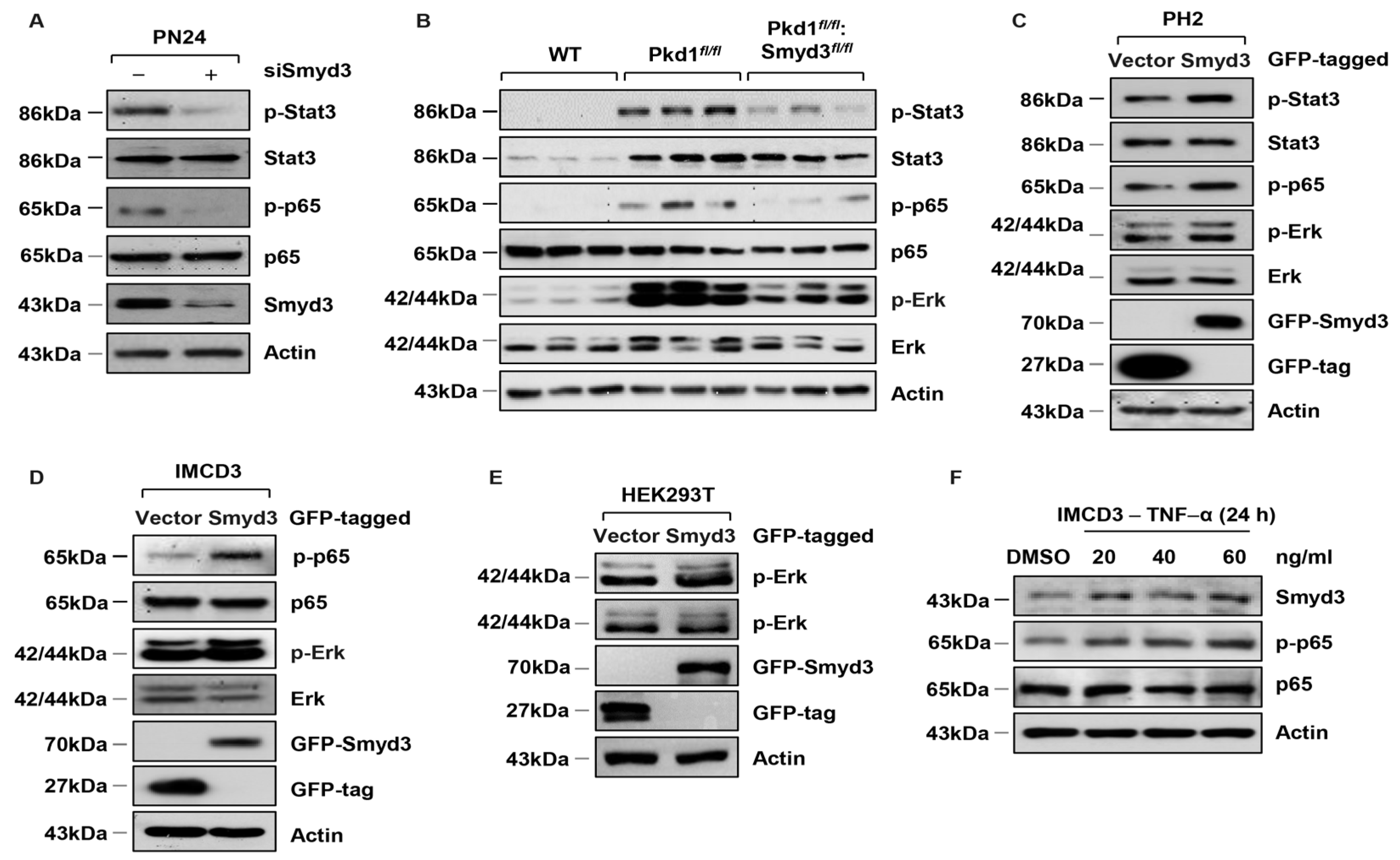 Biomedicines 12 00603 g003