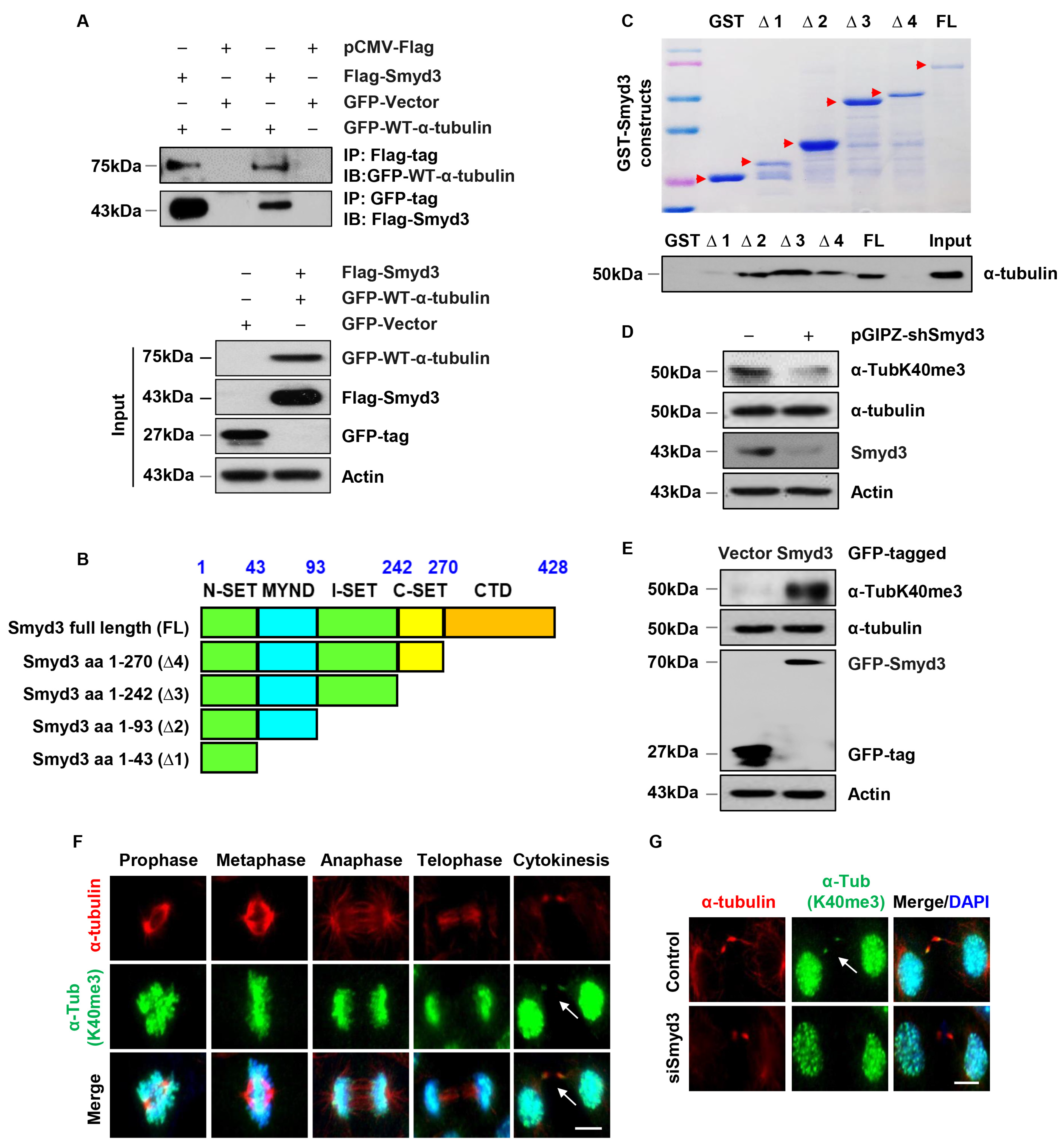 Biomedicines 12 00603 g006