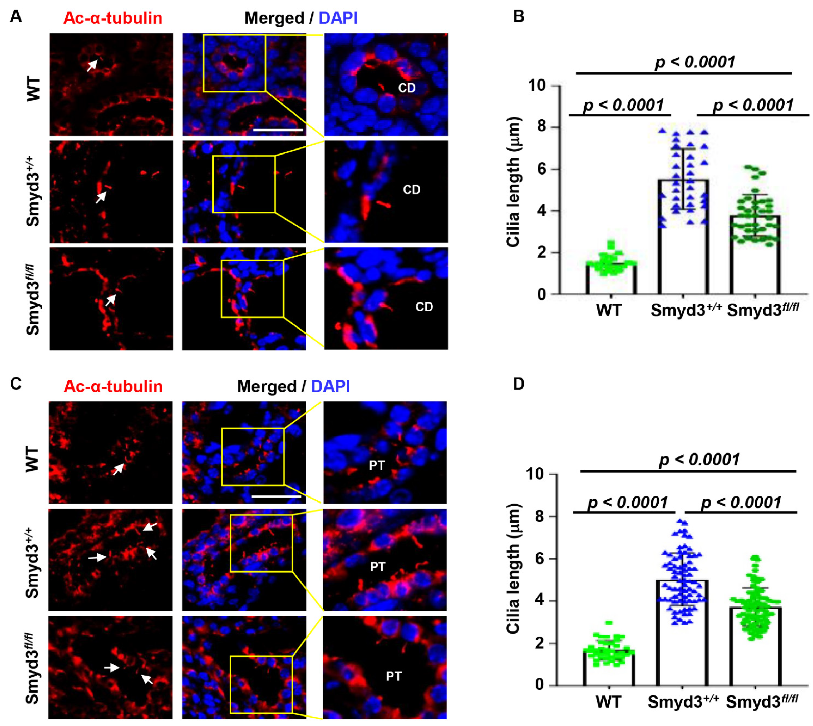 Biomedicines 12 00603 g007
