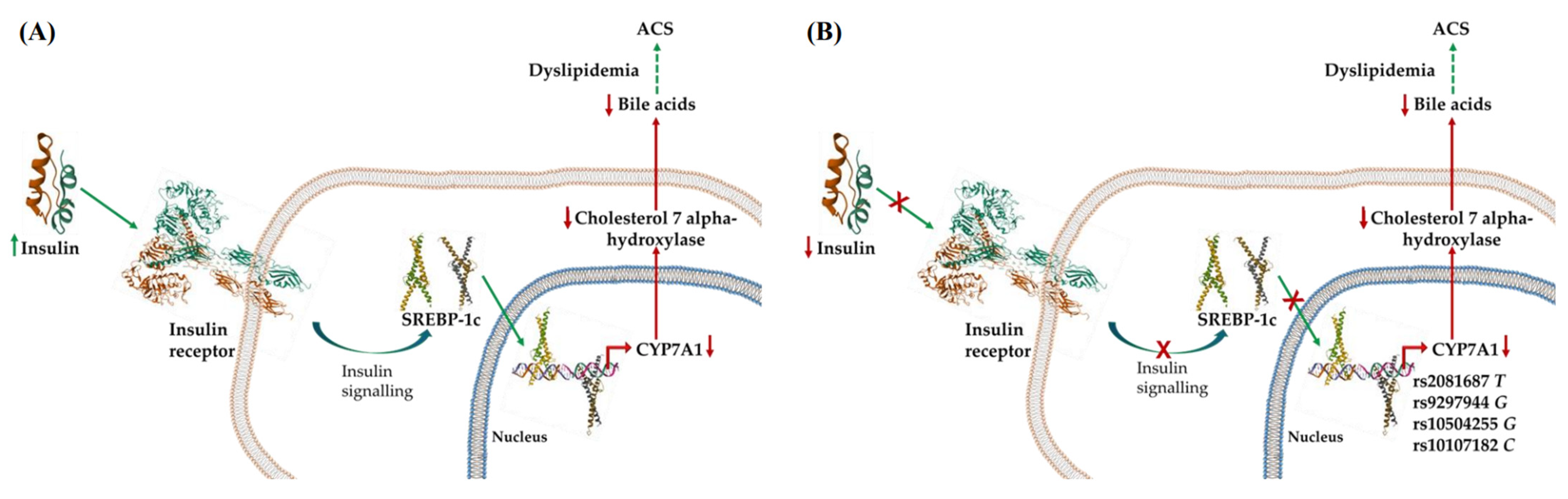 Associations of the CYP7A1 Gene Polymorphisms Located in the Promoter ...