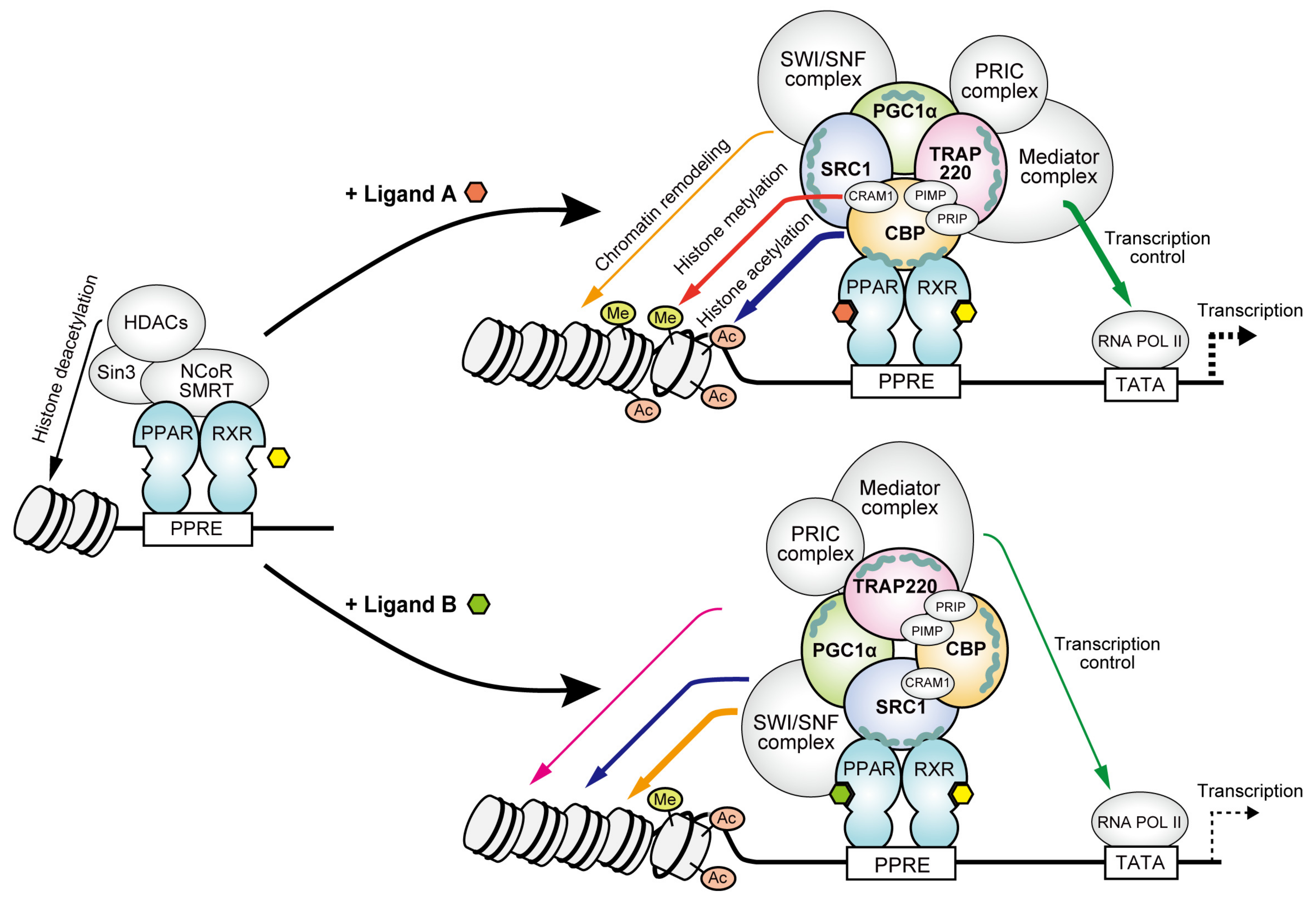 Biomedicines 12 00624 g005