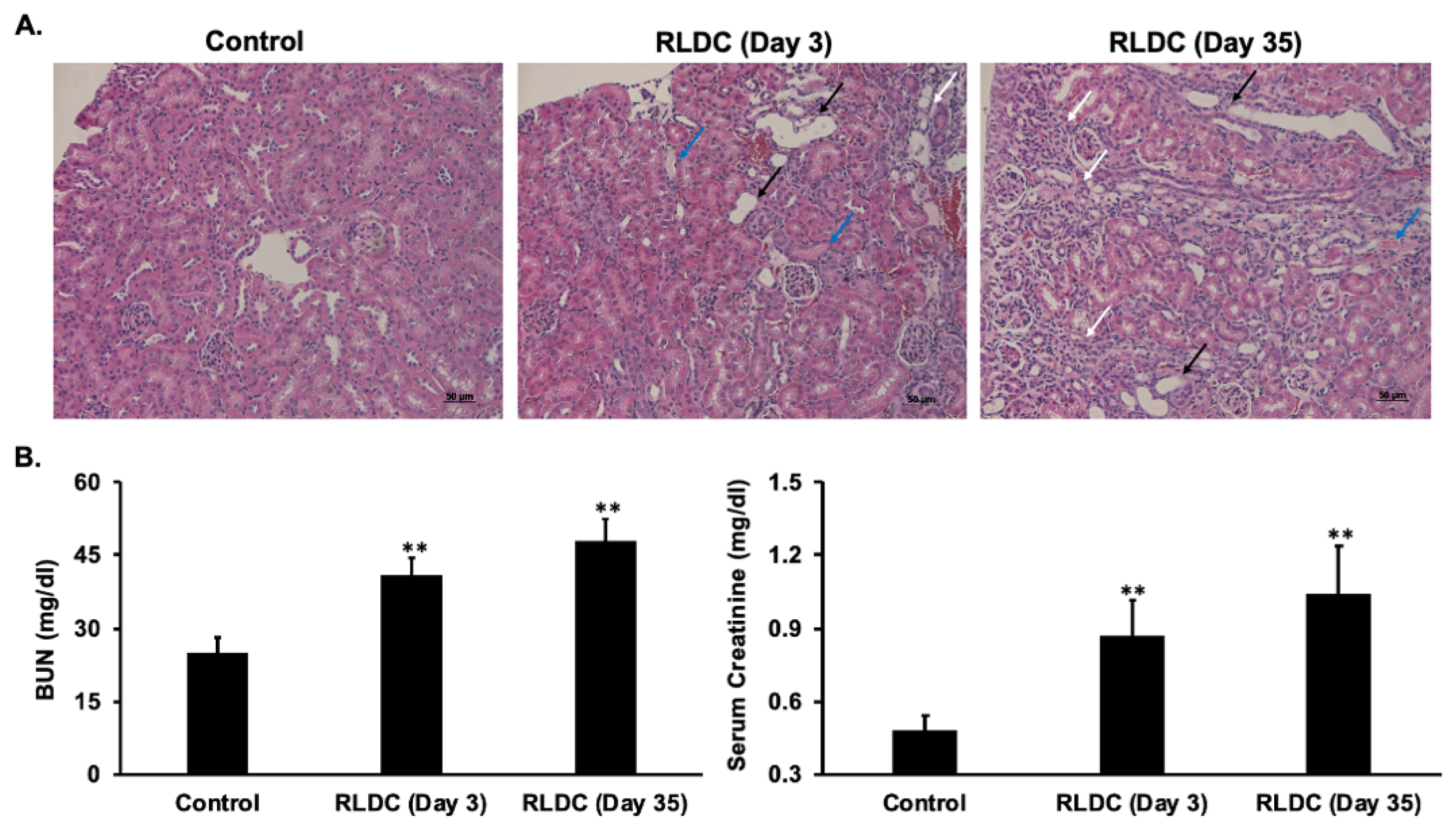 Biomedicines 12 00640 g001