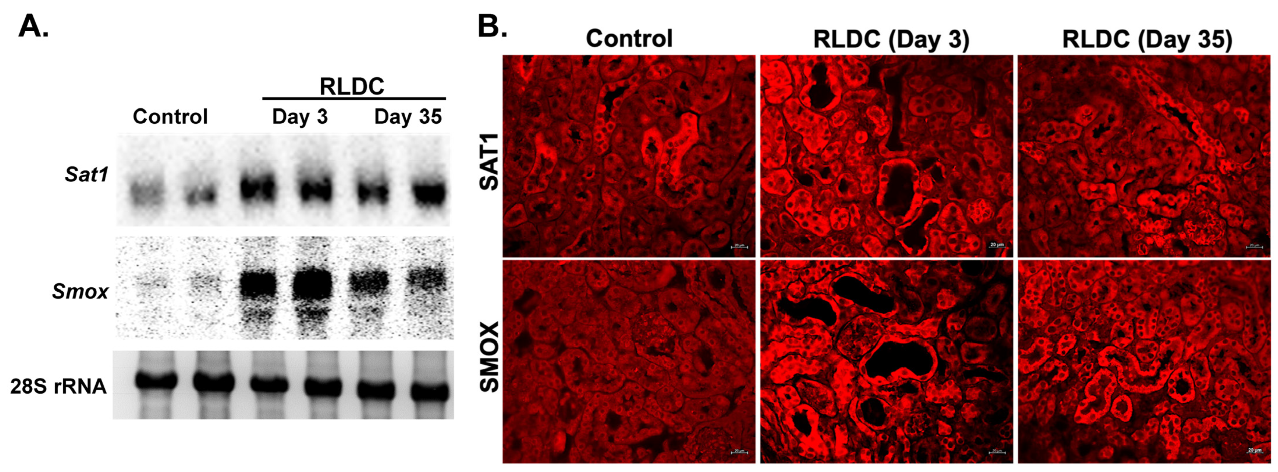 Biomedicines 12 00640 g006