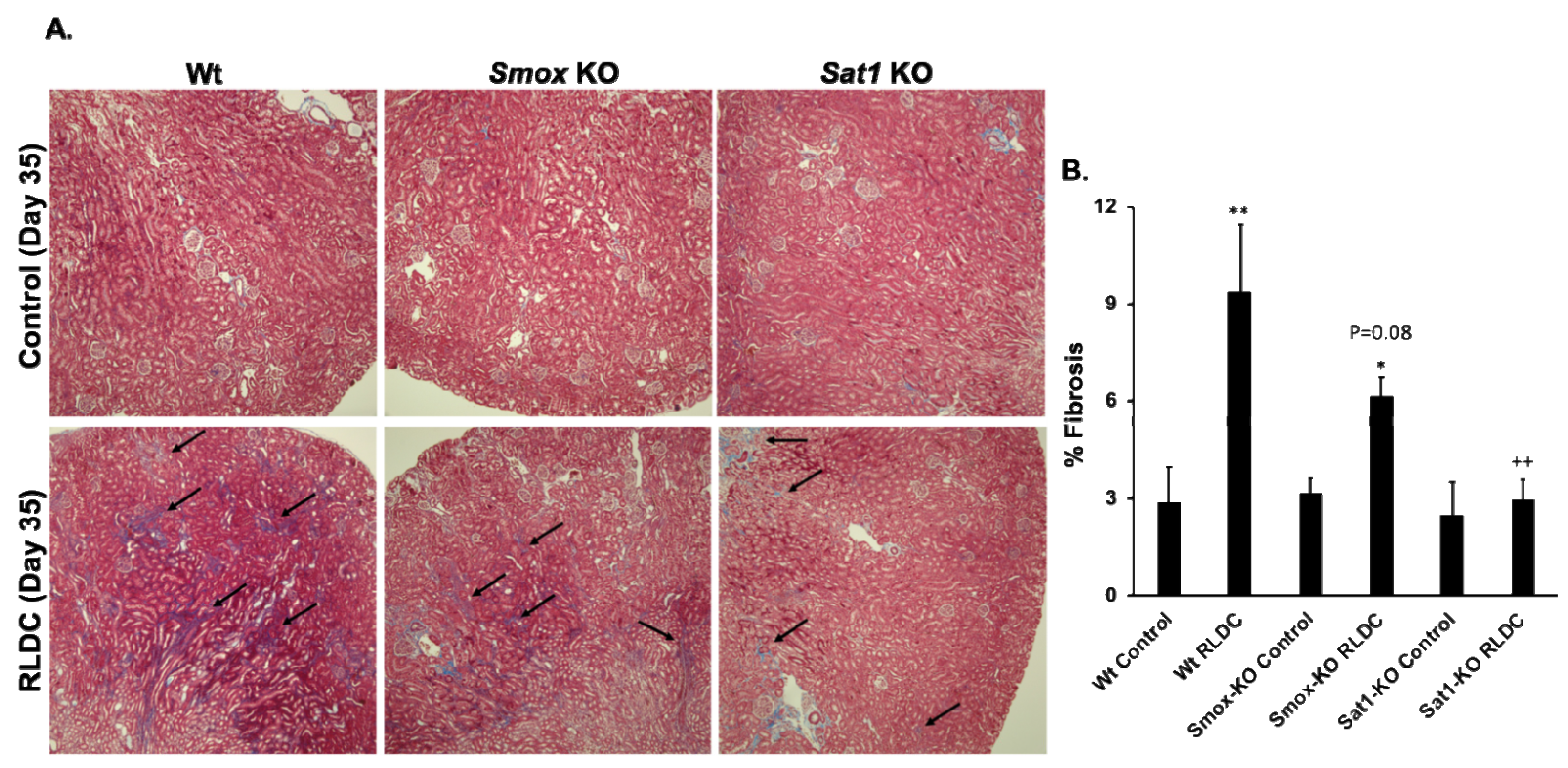 Biomedicines 12 00640 g009