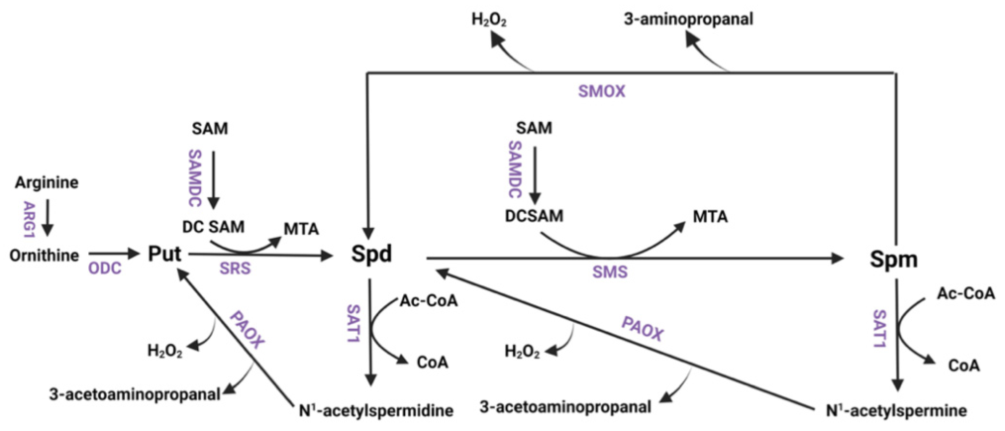 Biomedicines 12 00640 sch001