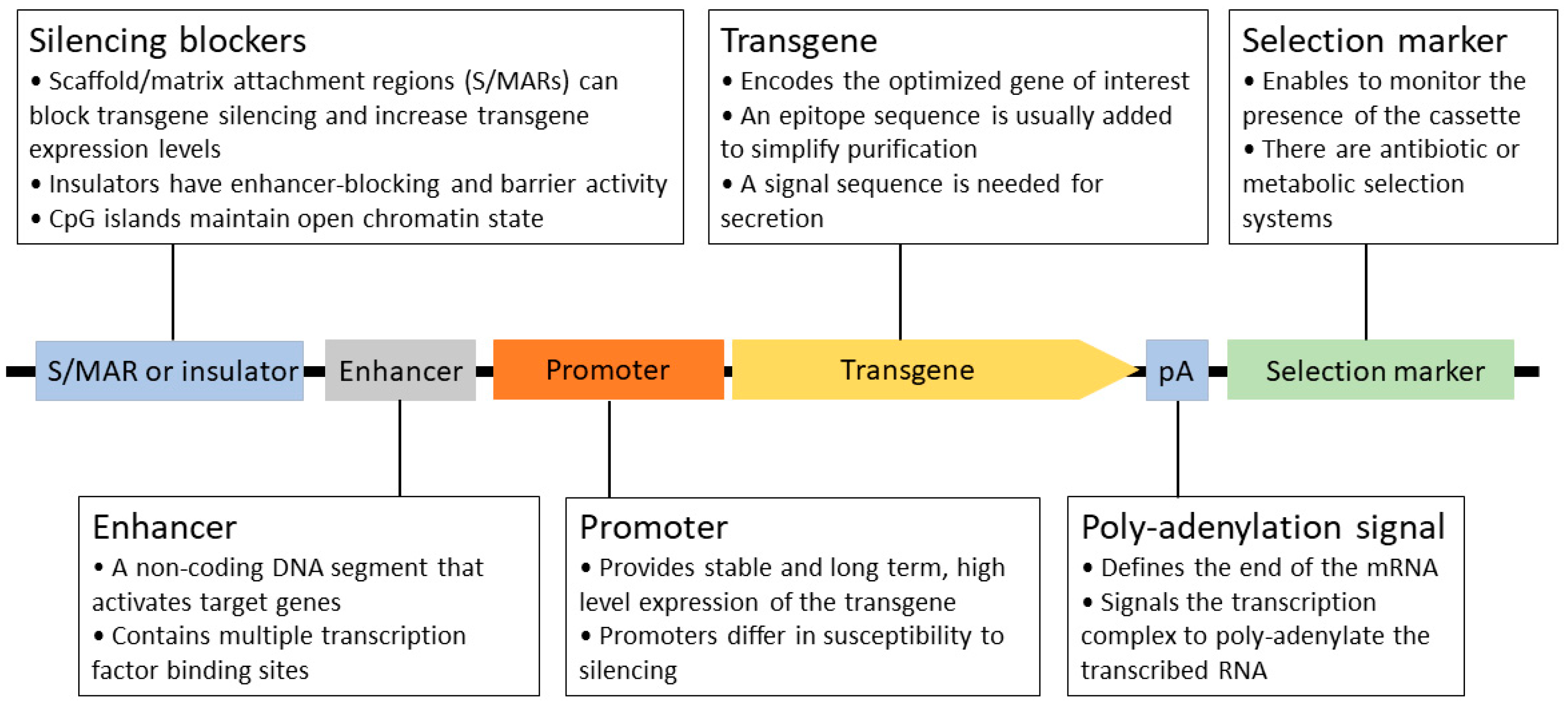 Biomedicines 12 00646 g003