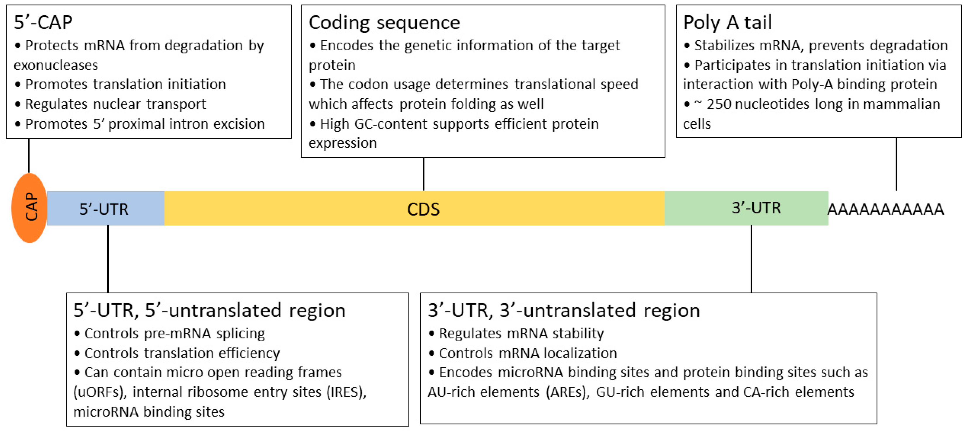 Biomedicines 12 00646 g004