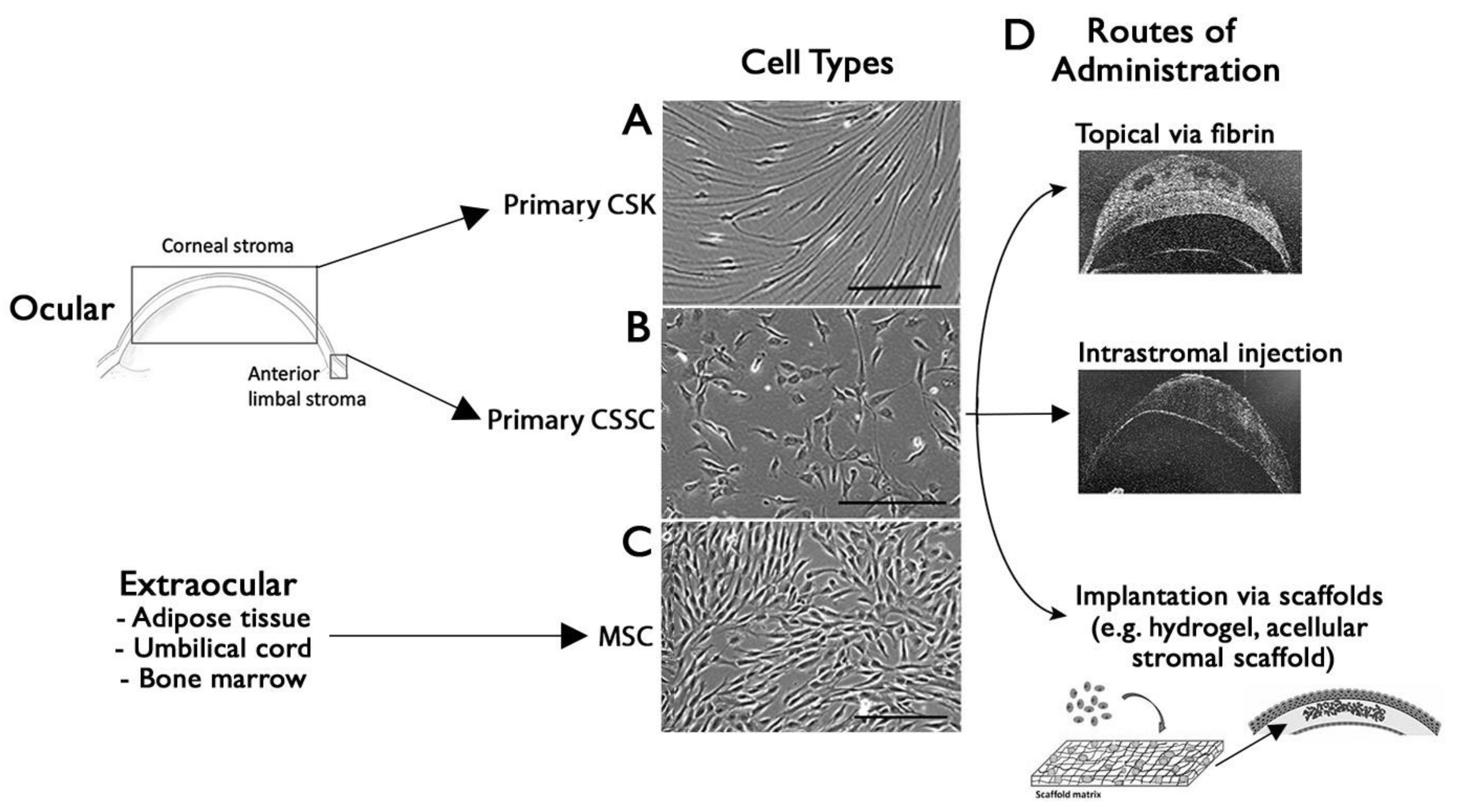 Biomedicines 12 00649 g004