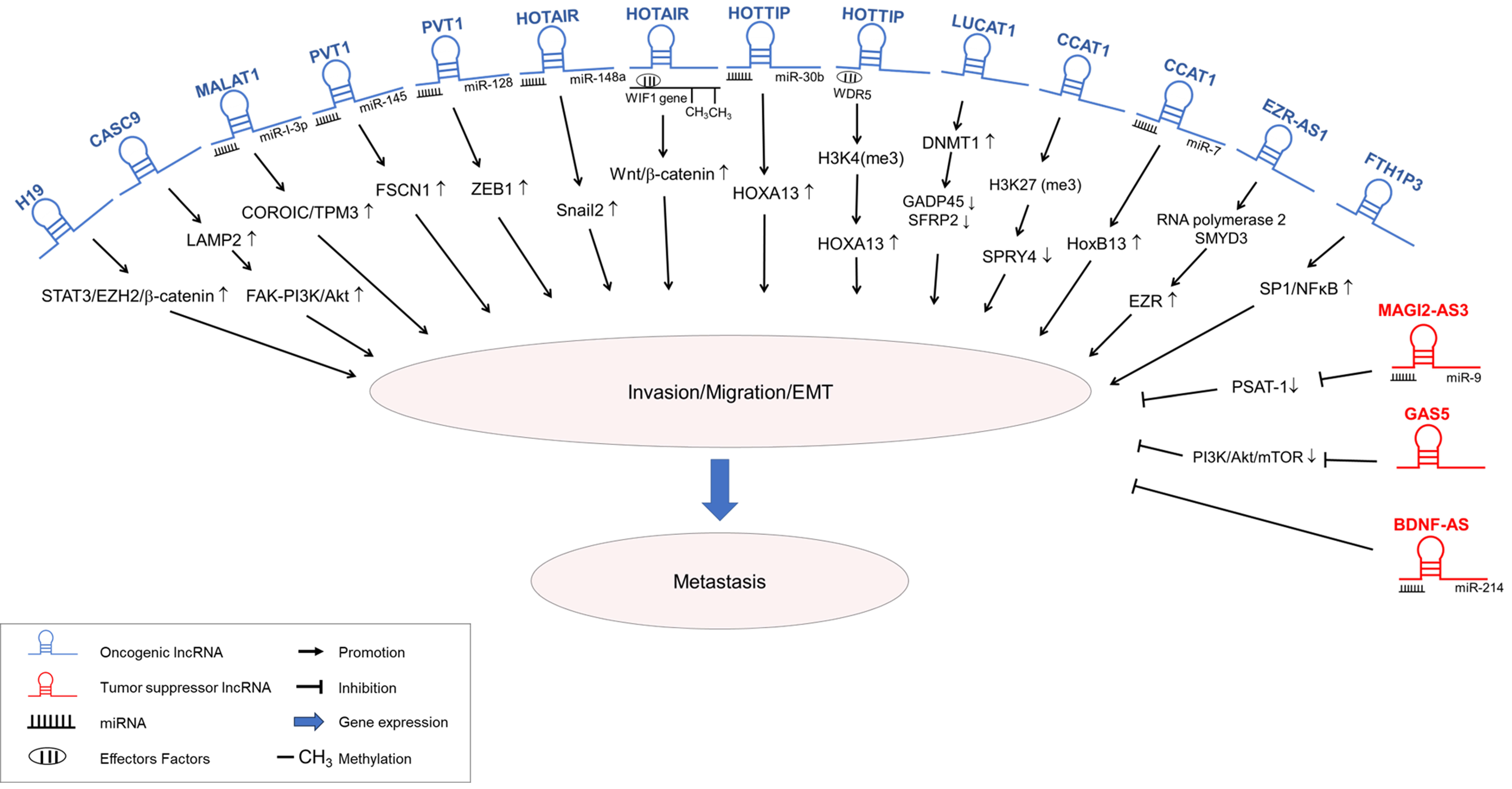 Biomedicines 12 00660 g001