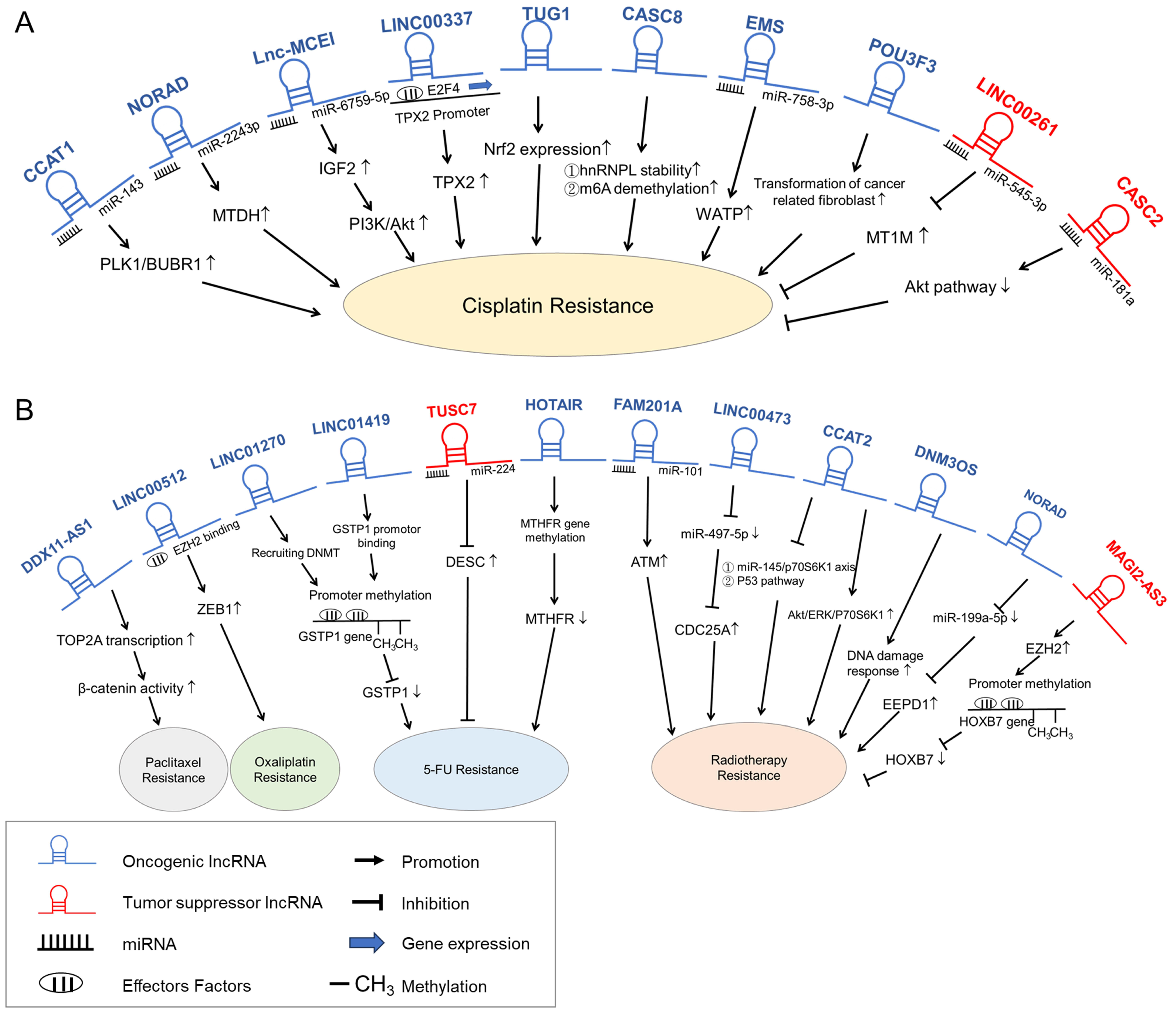 Biomedicines 12 00660 g002