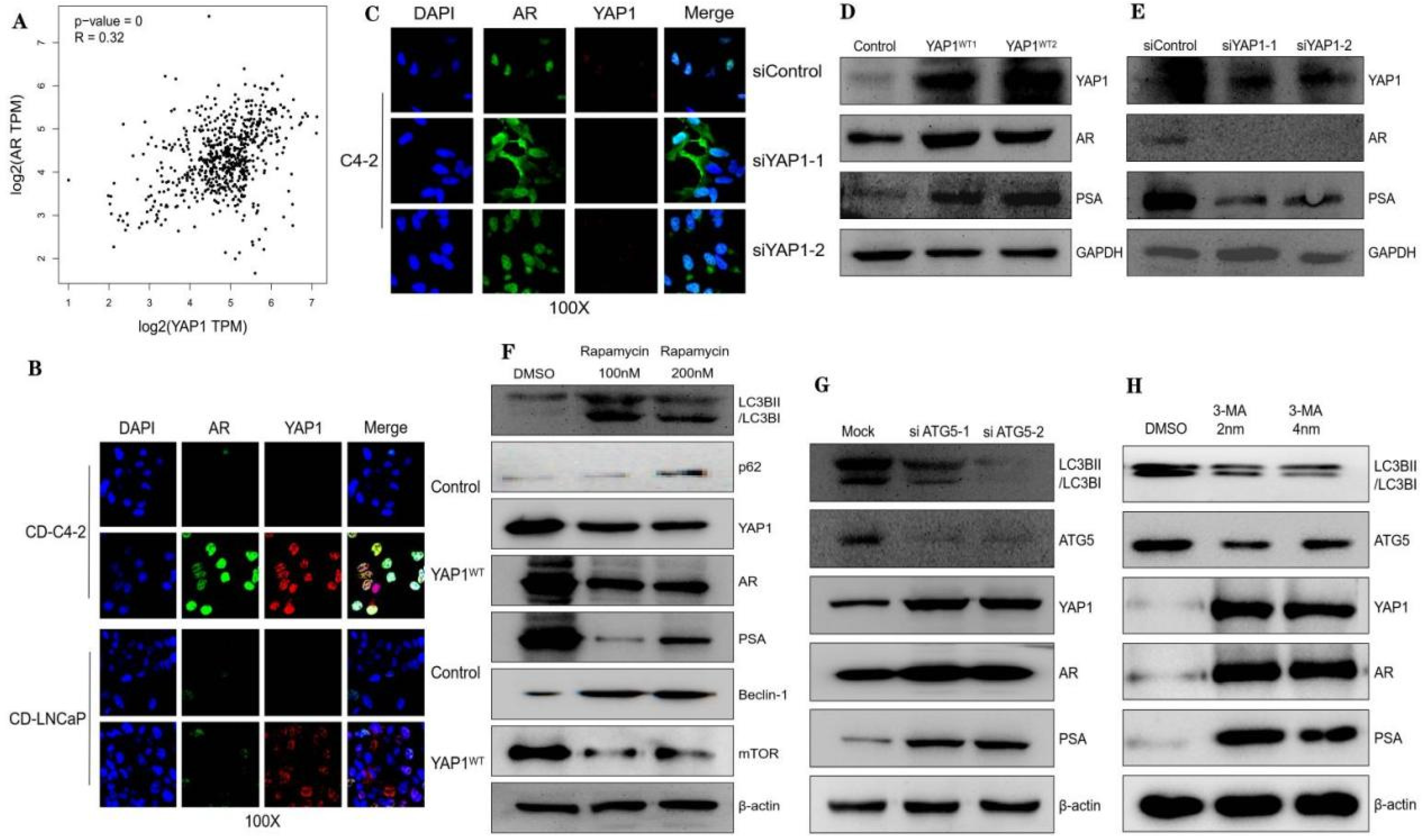 Biomedicines 12 00661 g003