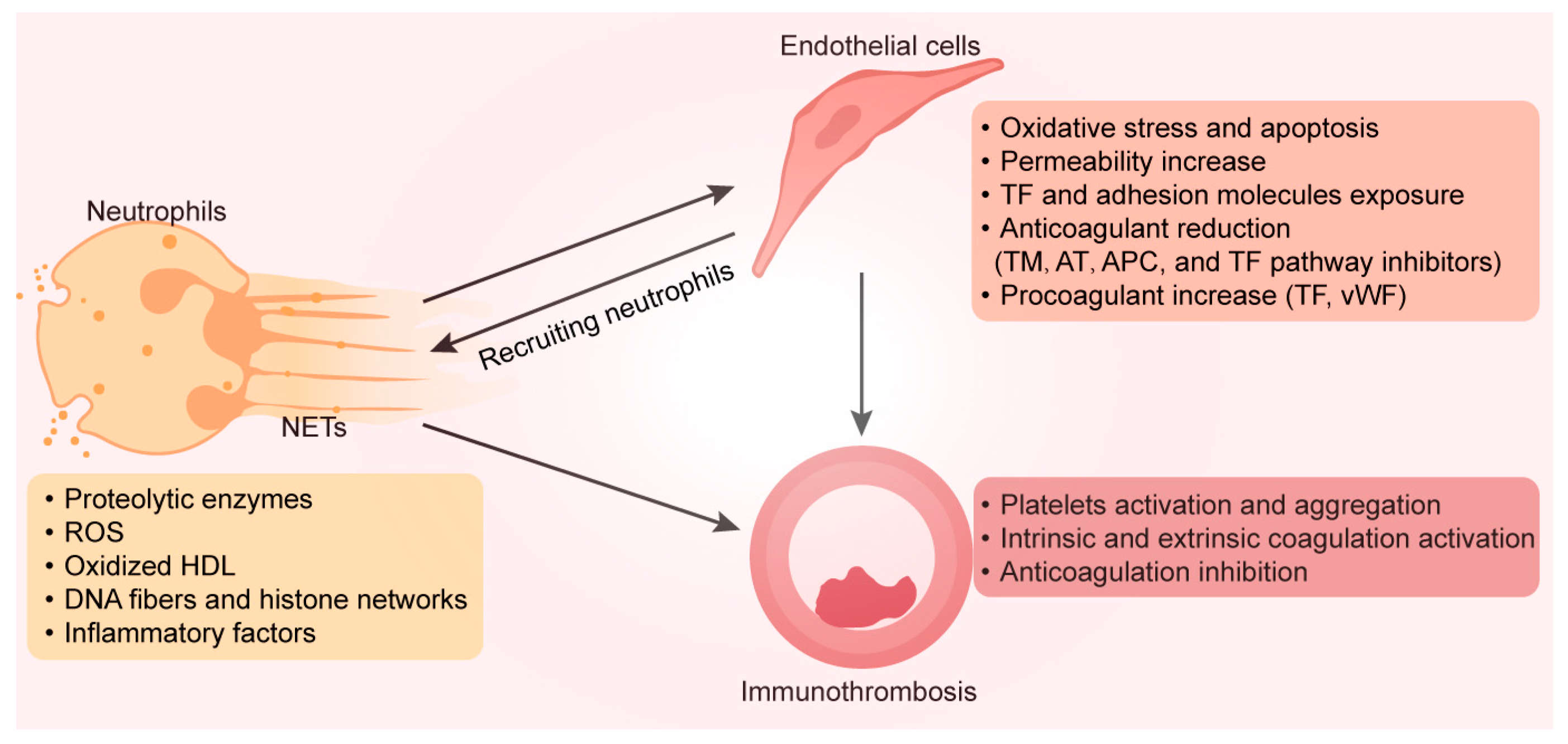Biomedicines 12 00664 g002 Biomedicines 12 00664 g002