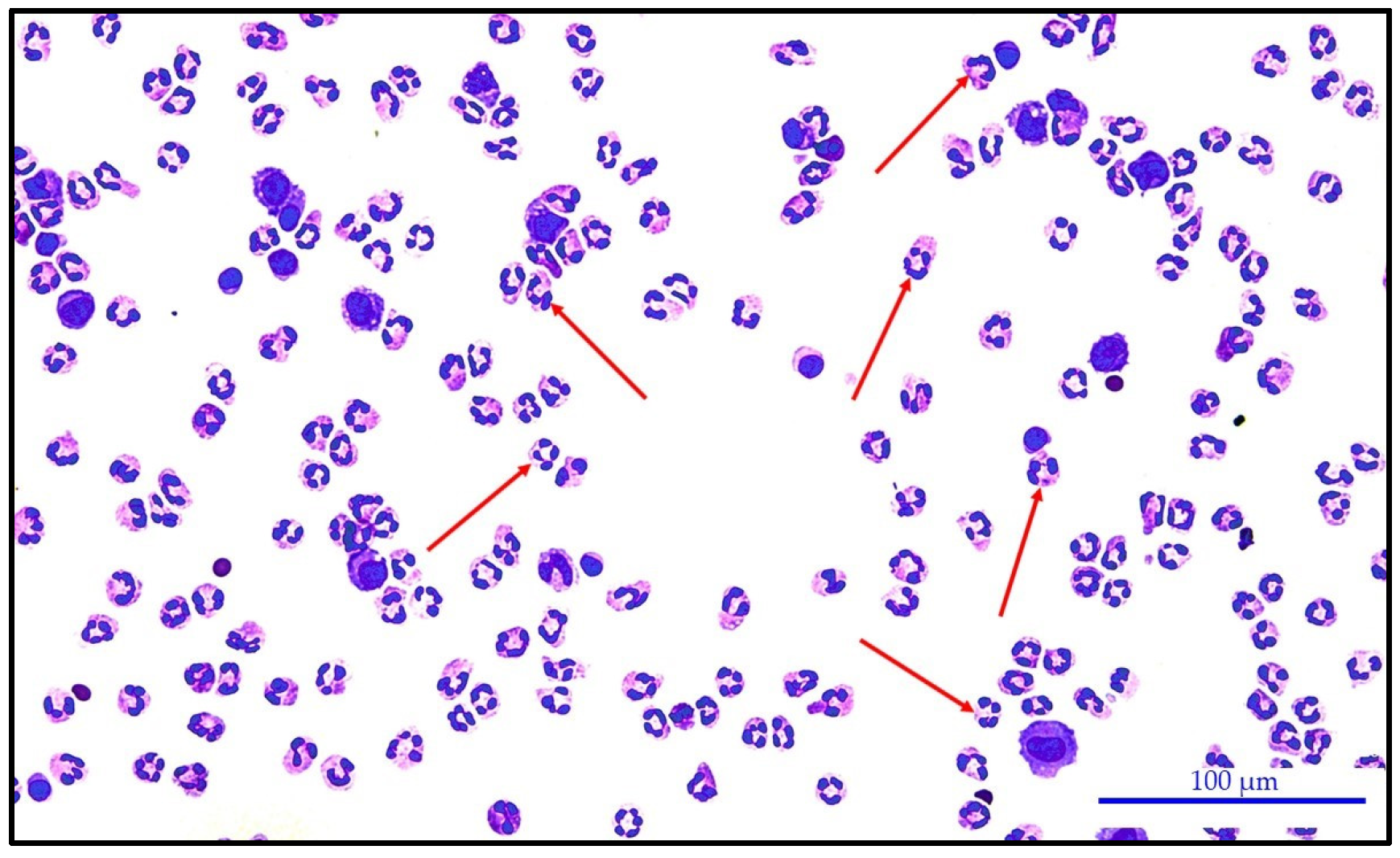 Biomedicines 12 00667 g003