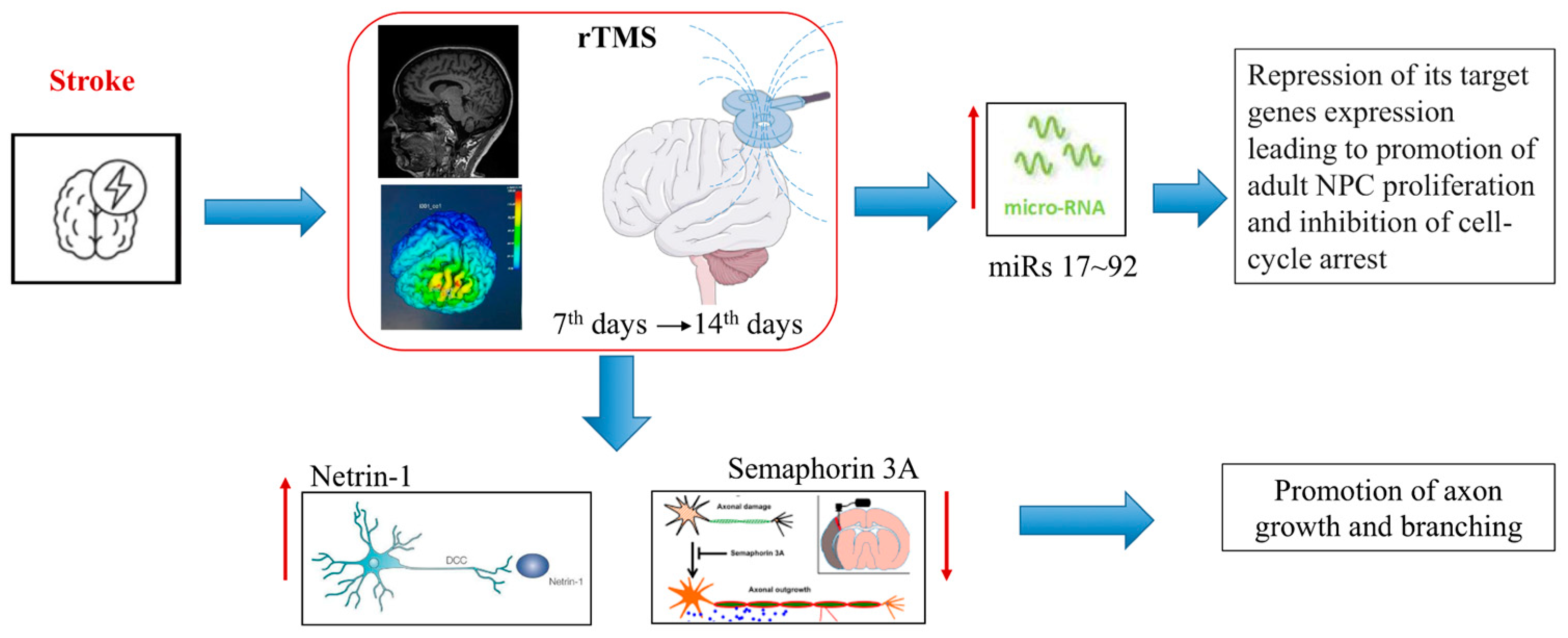 Biomedicines 12 00670 g005