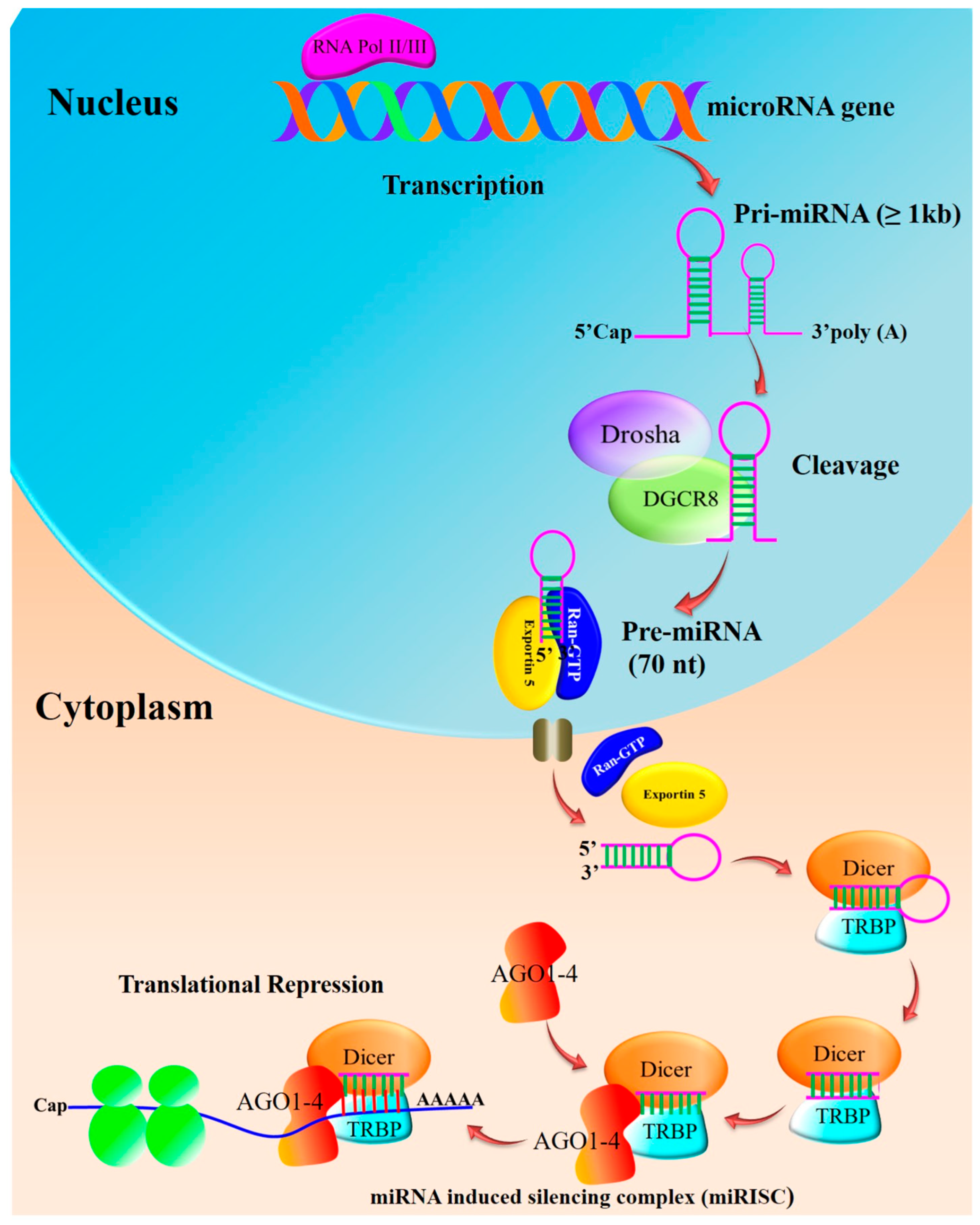 Biomedicines 12 00691 g001 Biomedicines 12 00691 g001