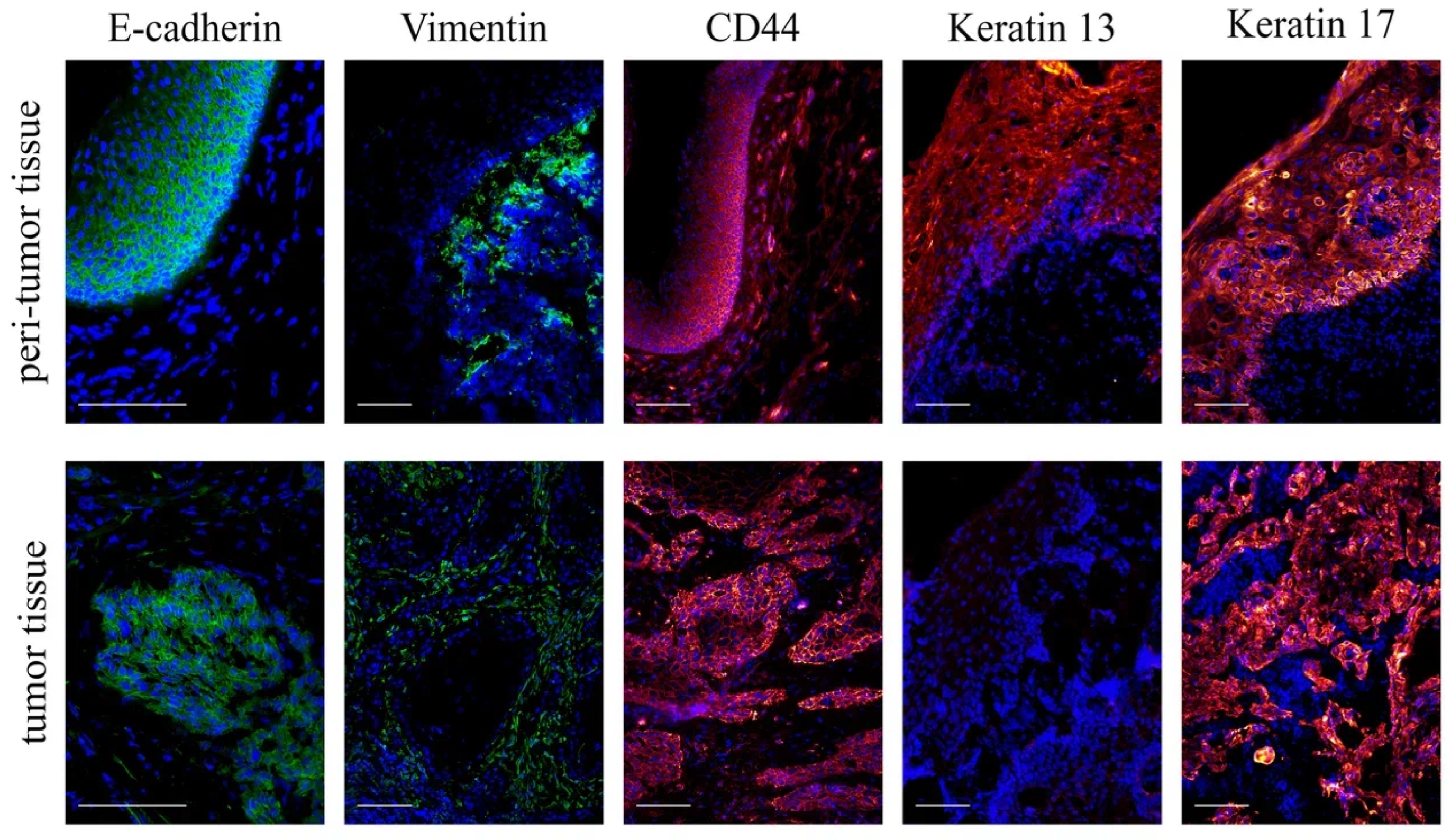 Biomedicines 12 00696 g002