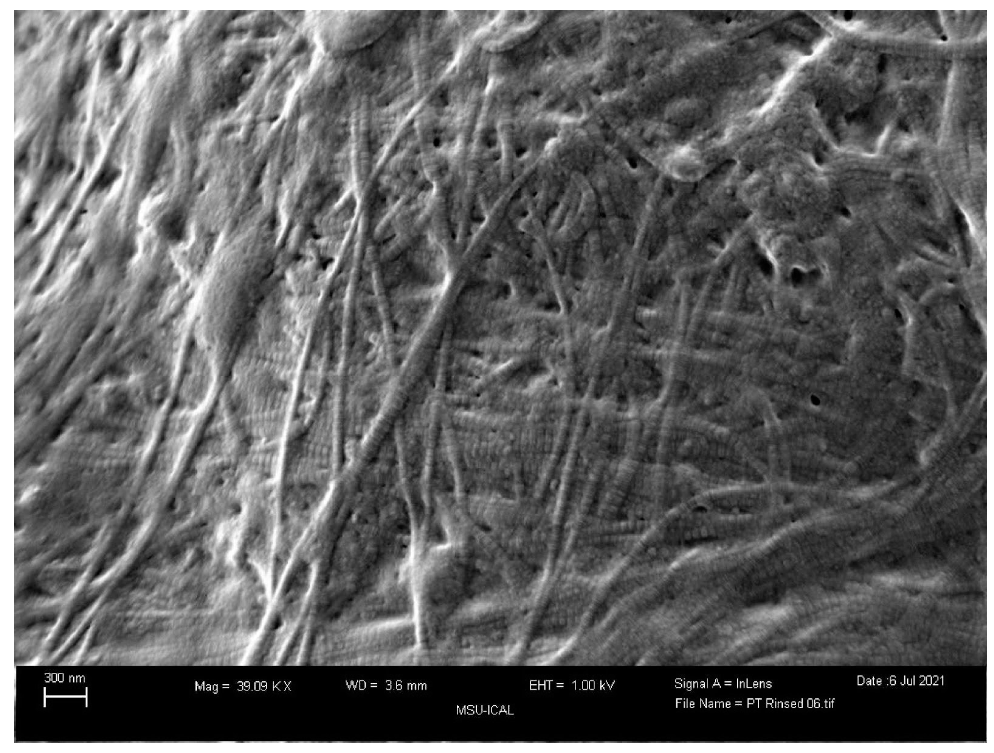 Biomedicines 12 00710 g006
