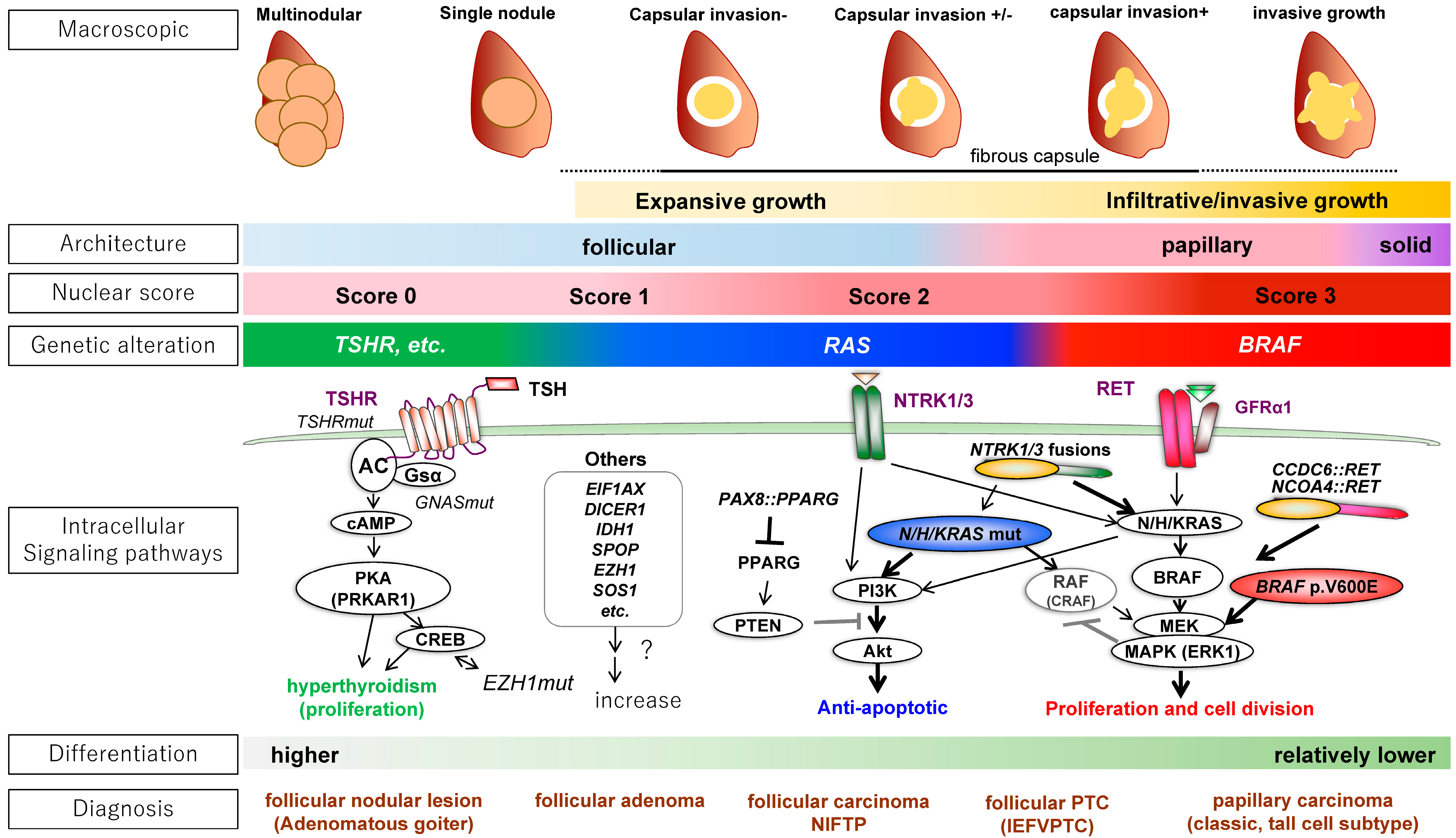 Biomedicines 12 00712 g001