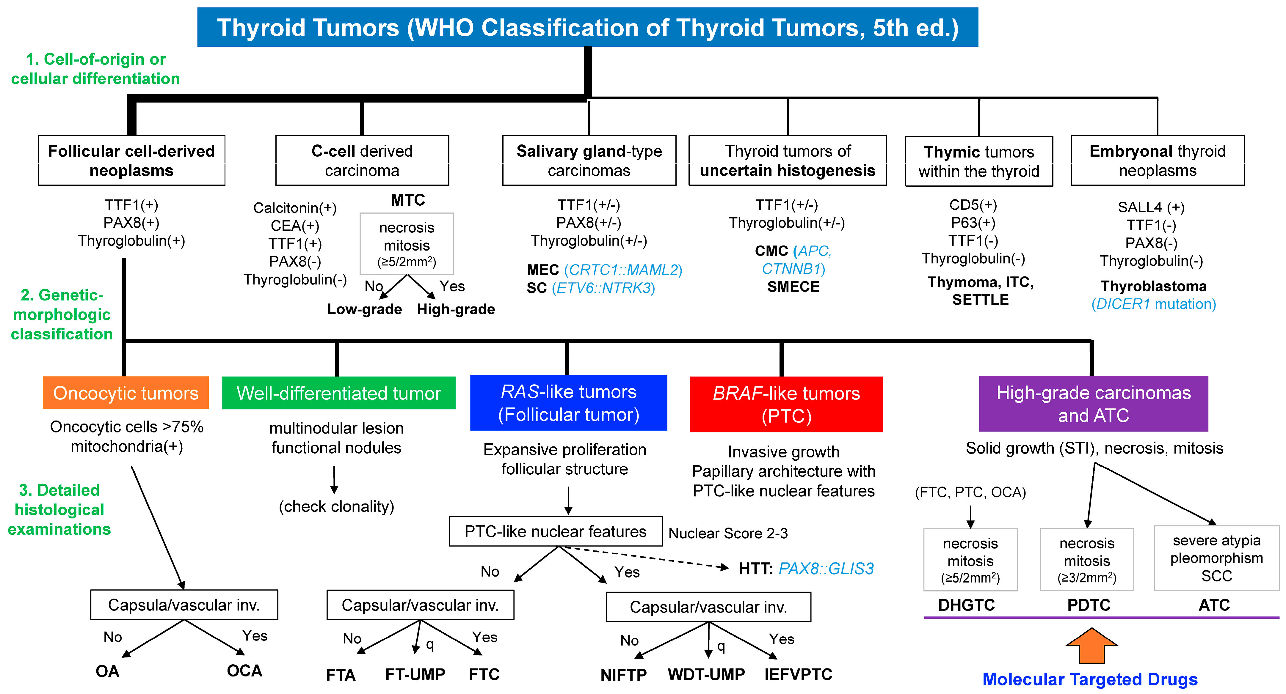Biomedicines 12 00712 g004