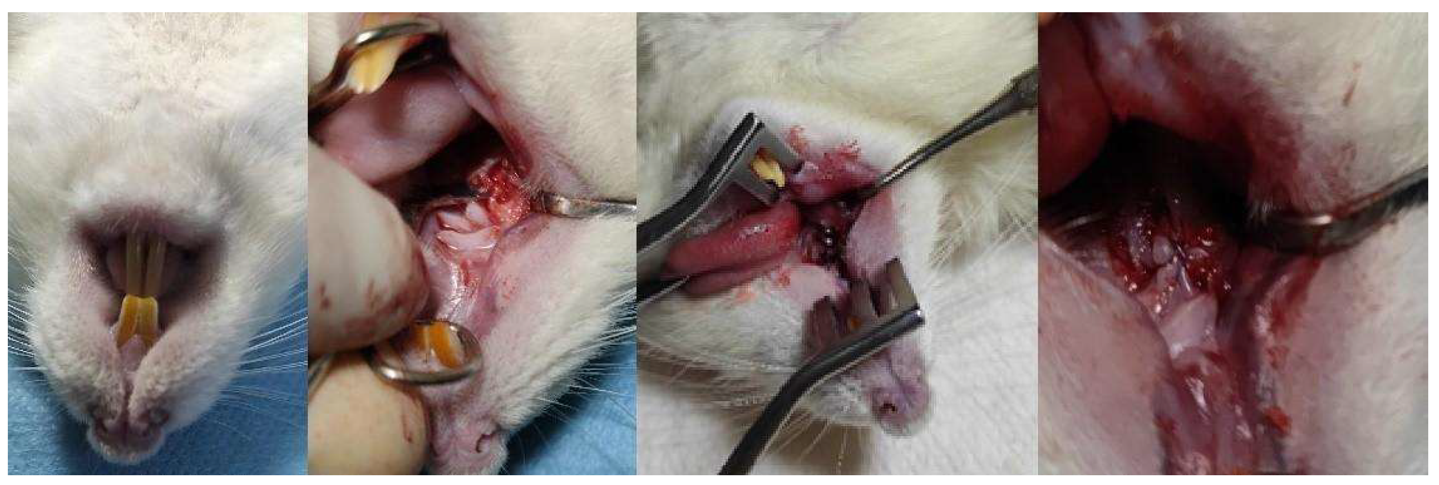 Biomedicines 12 00715 g004