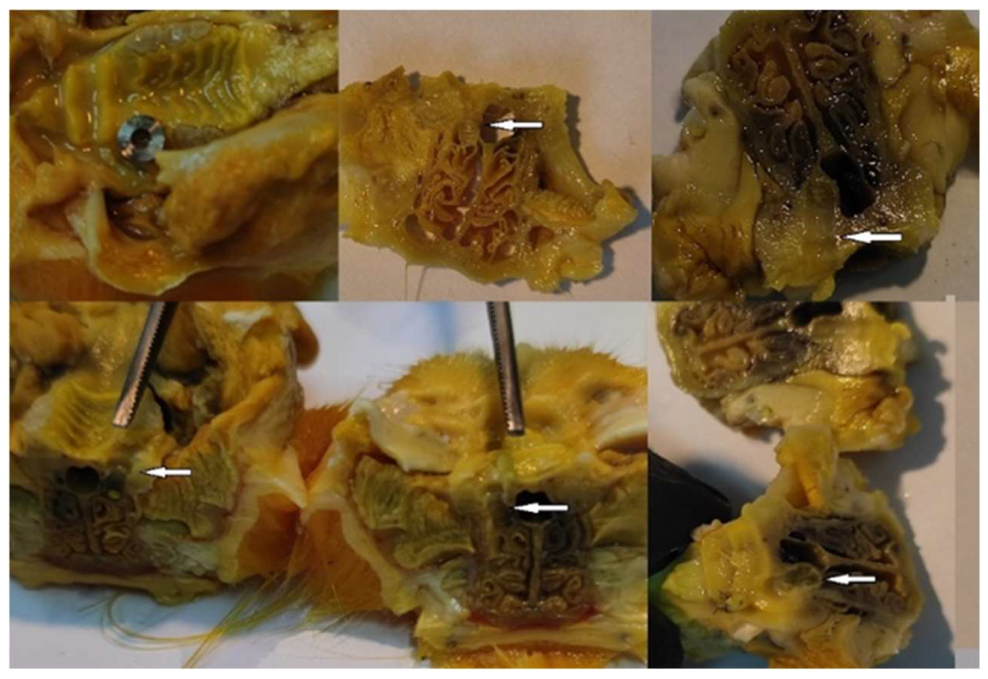 Biomedicines 12 00715 g016