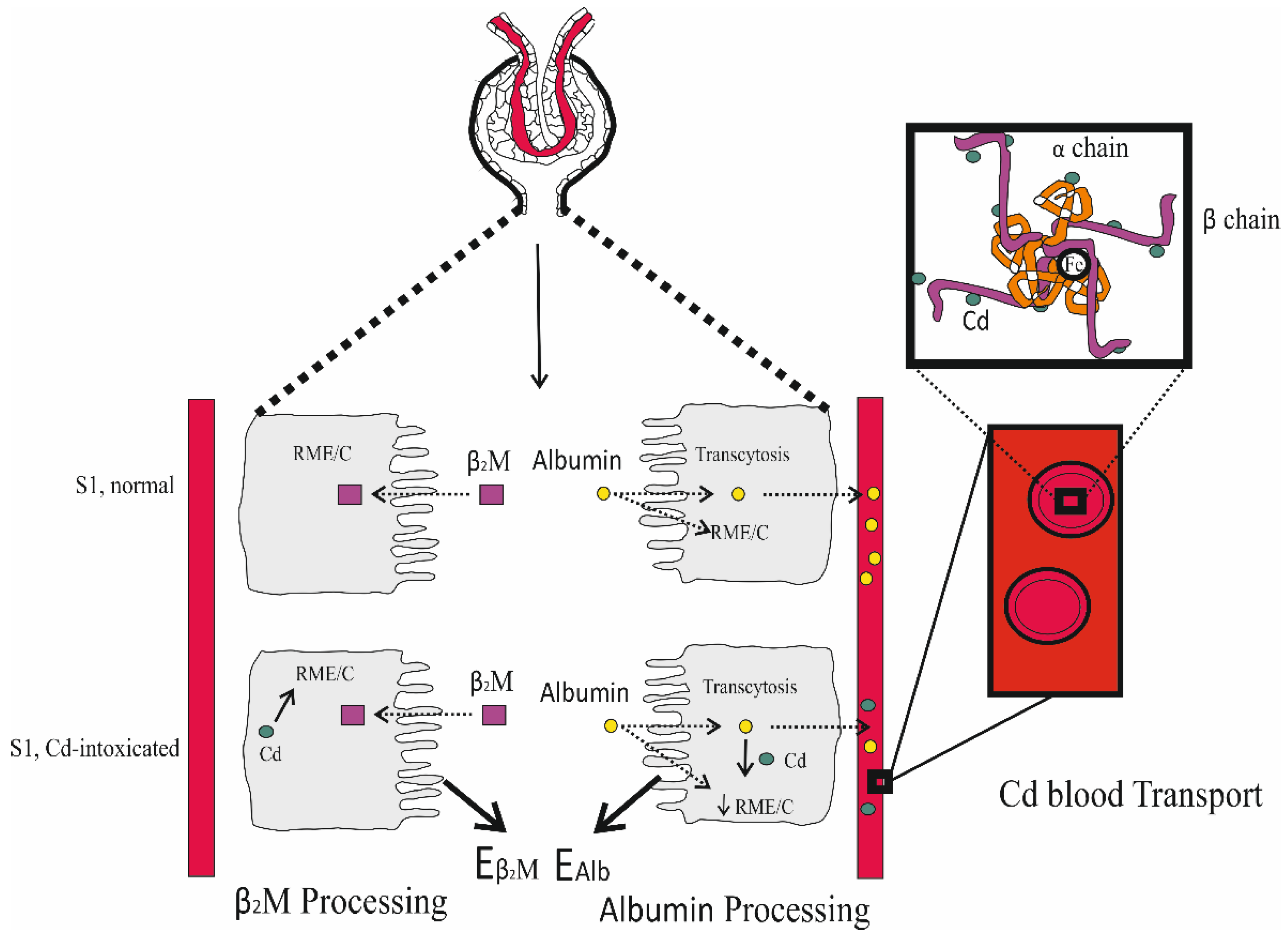 Biomedicines 12 00718 g001 Biomedicines 12 00718 g001