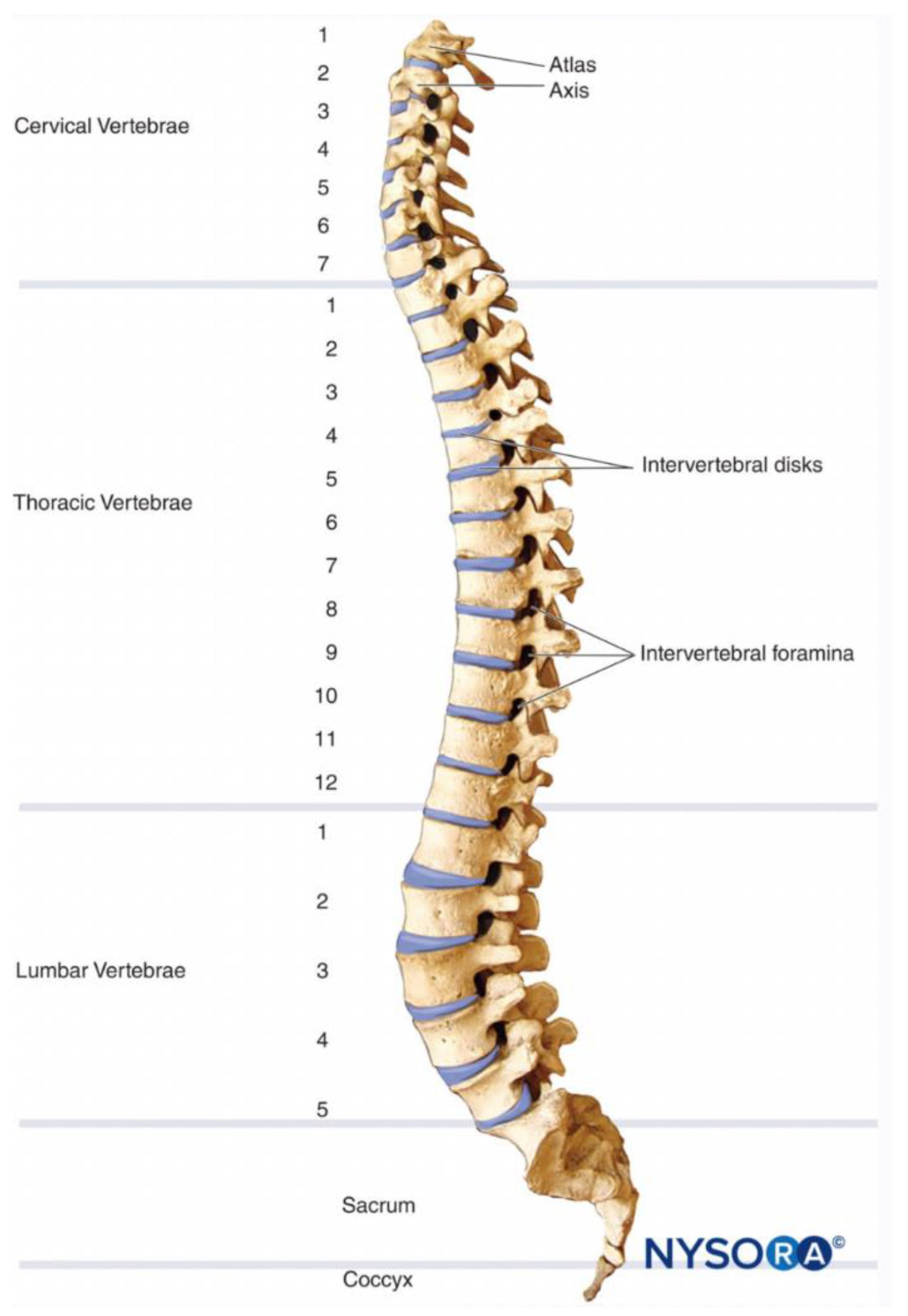 Biomedicines 12 00720 g001