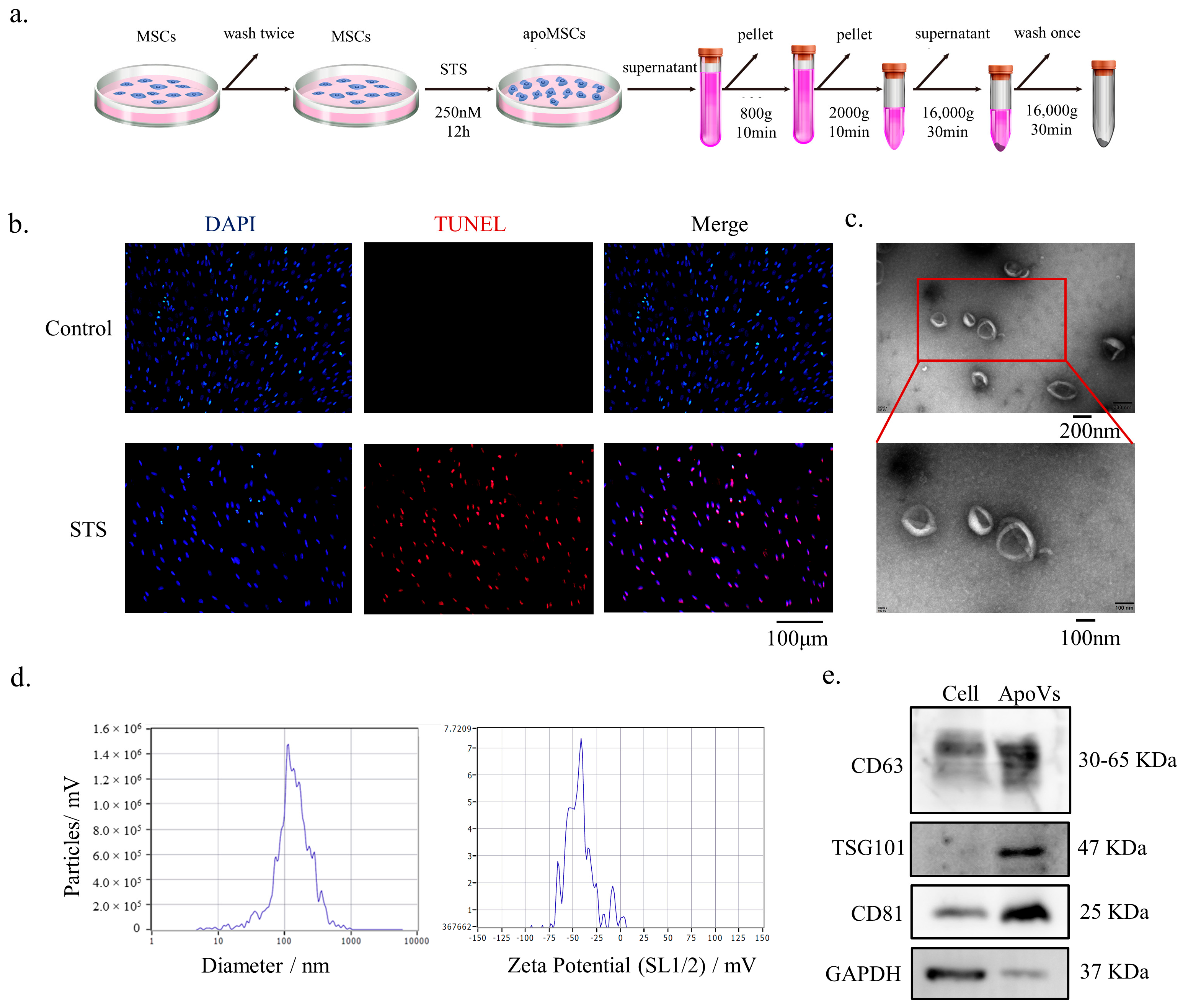 Biomedicines 12 00730 g001