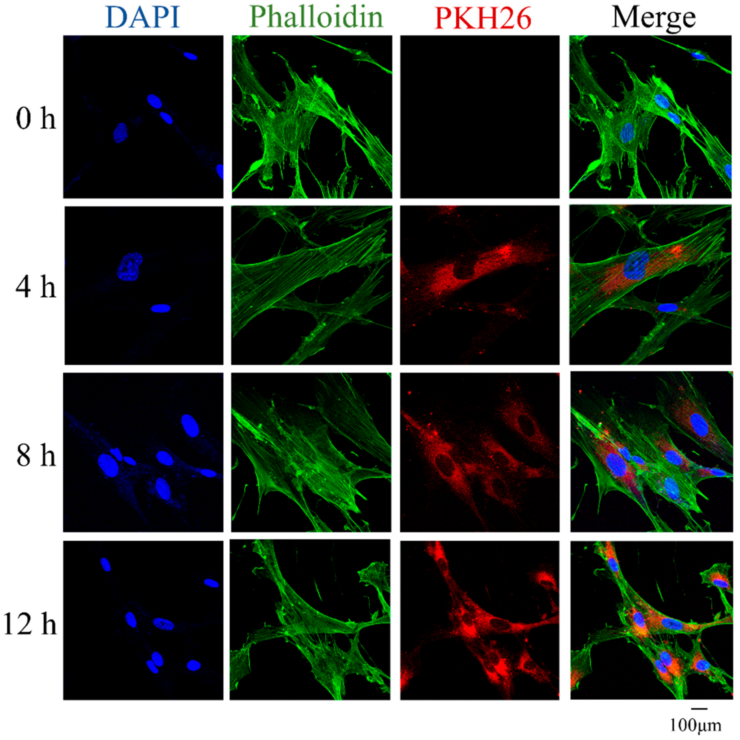 Biomedicines 12 00730 g002